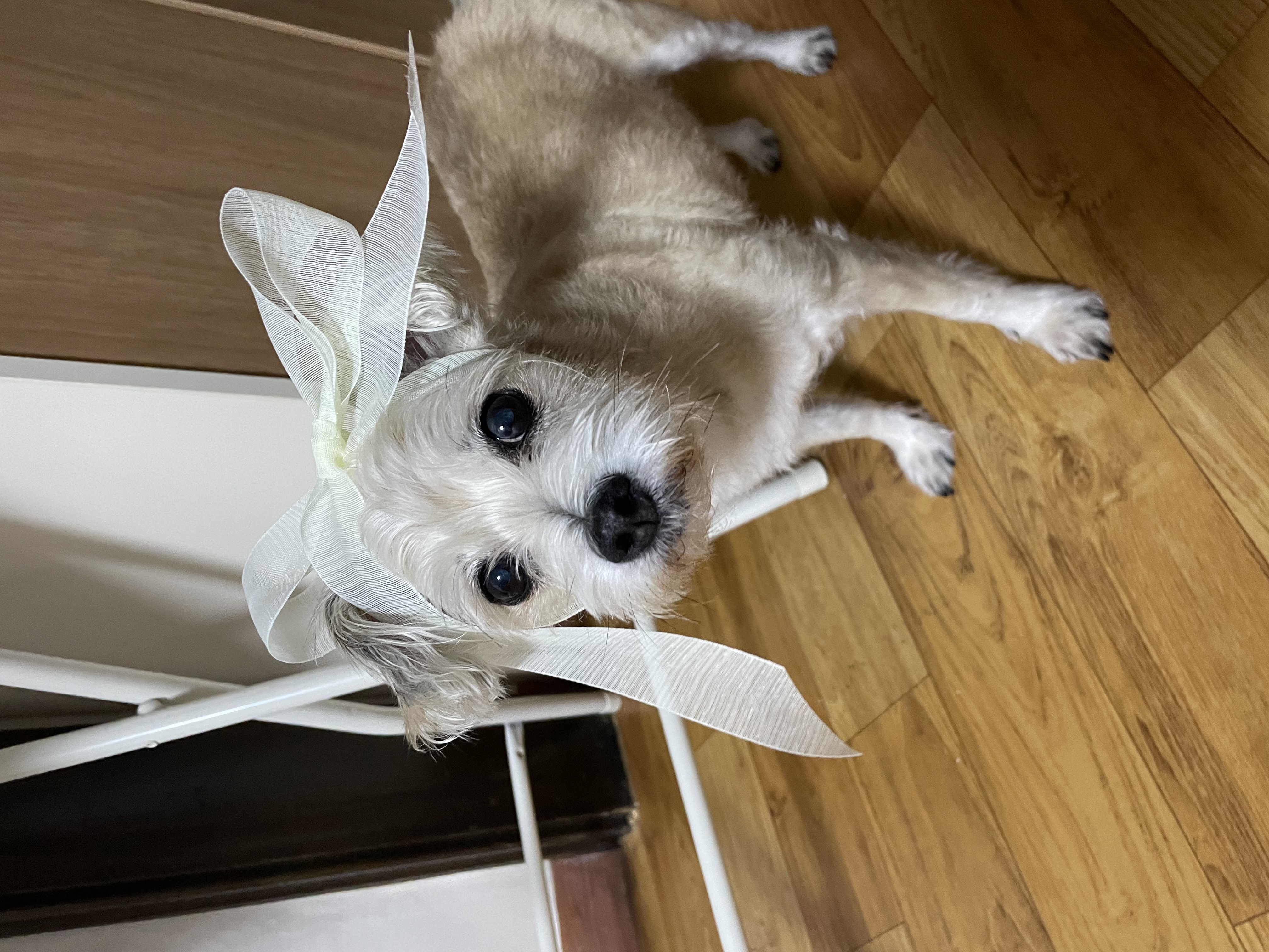 진이(바비) 입양 2년째!