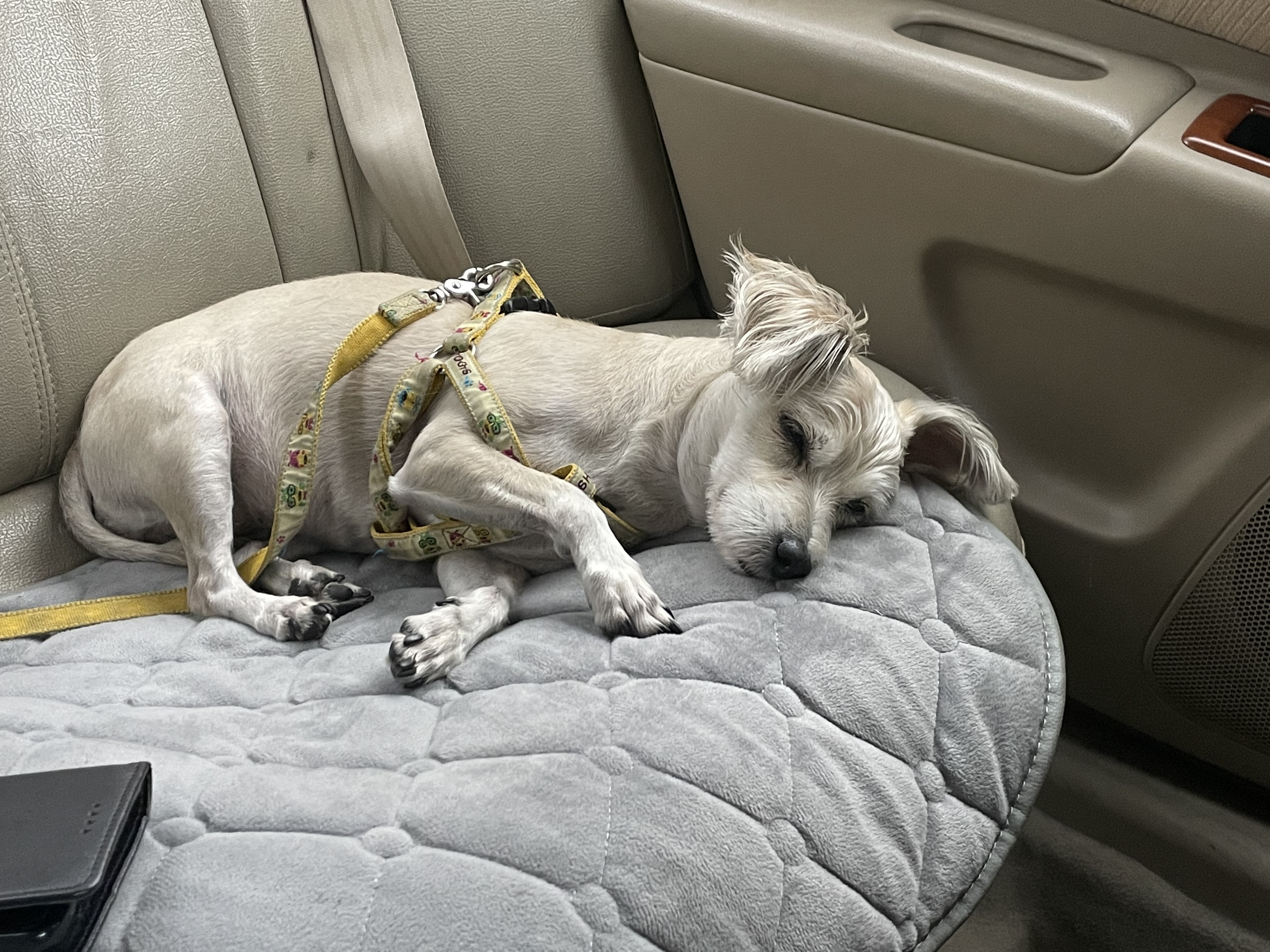 진이(바비) 입양 2년째!