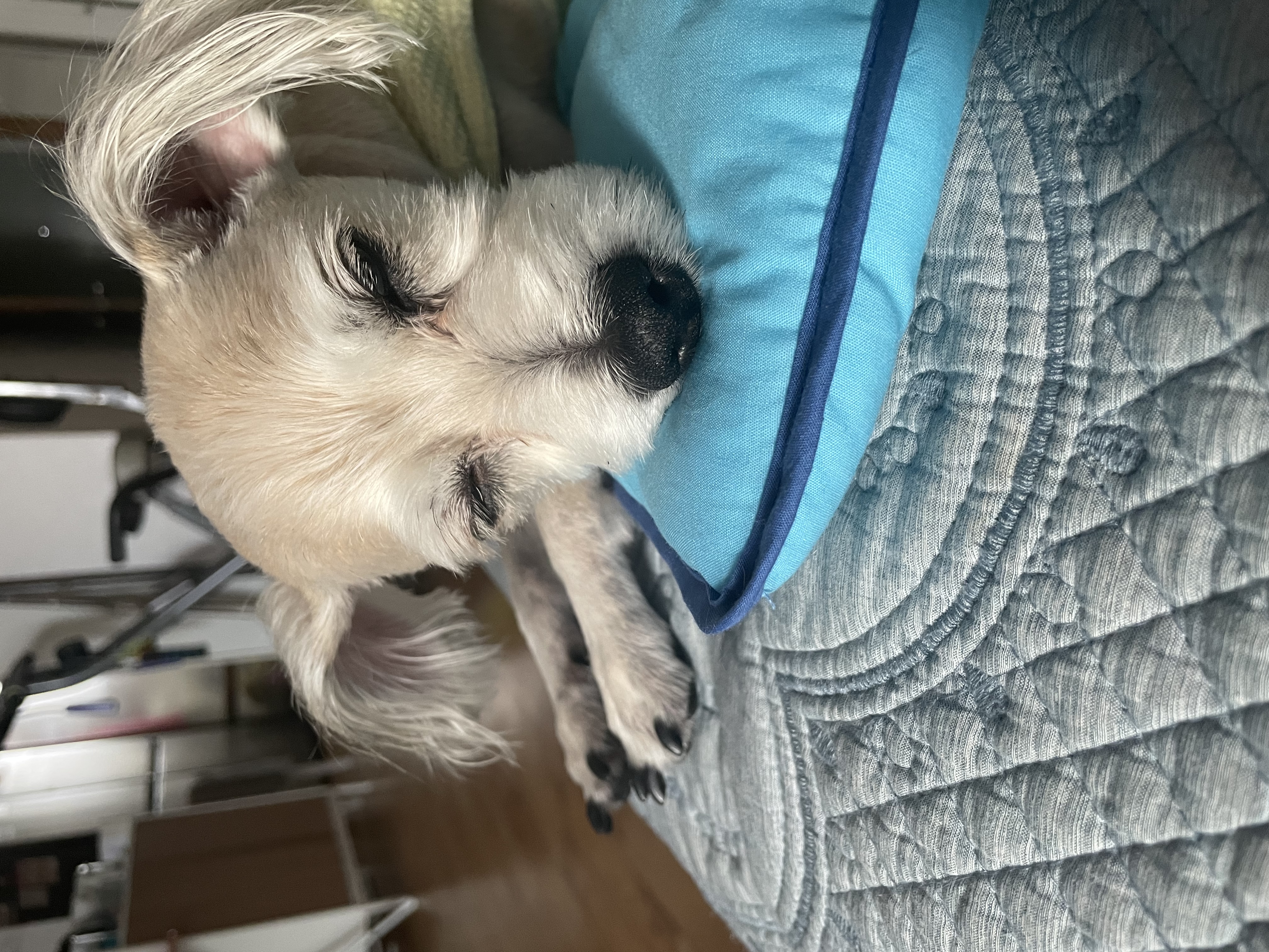 진이(바비) 입양 2년째!