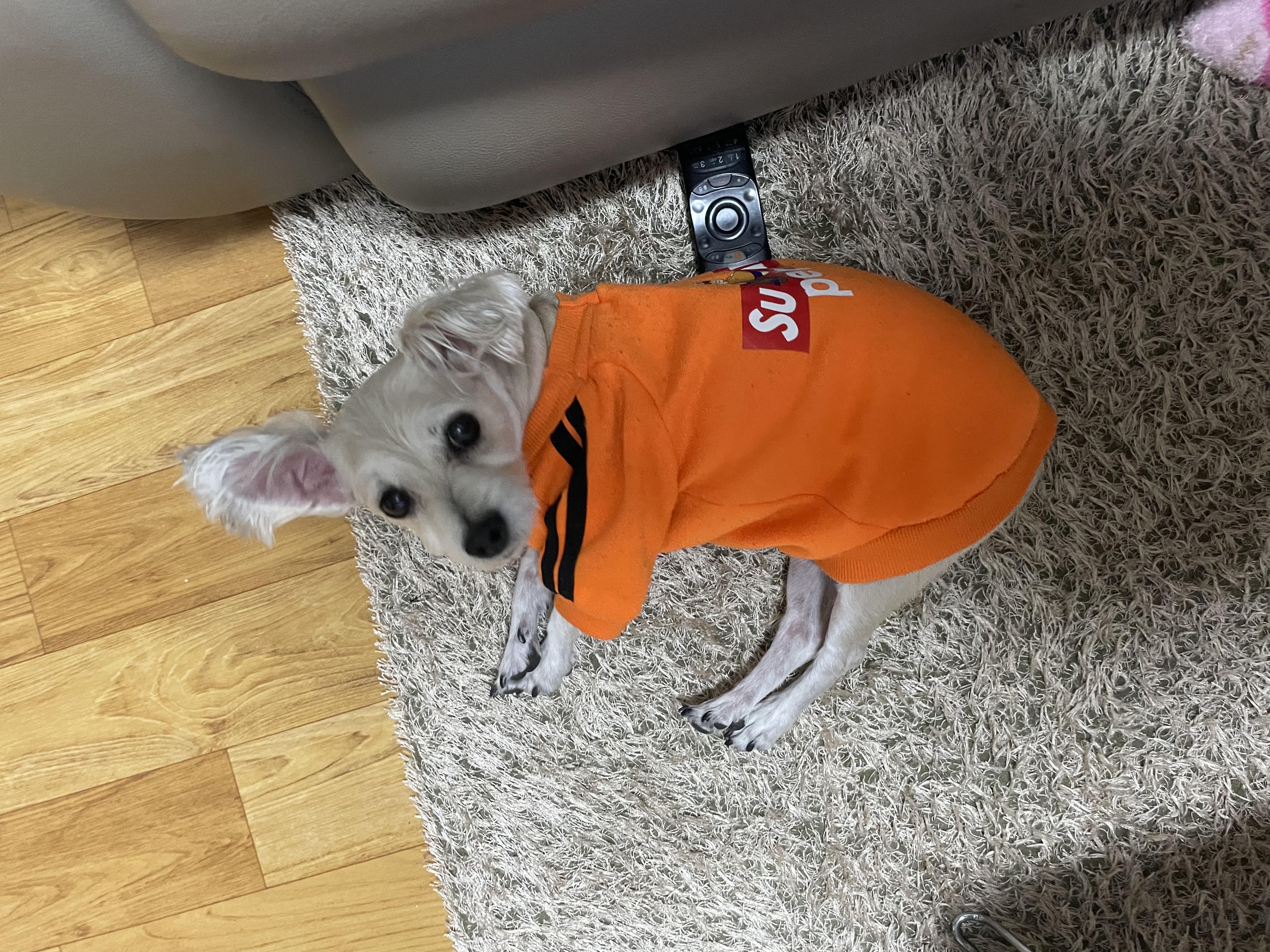 진이(바비) 입양 2년째!