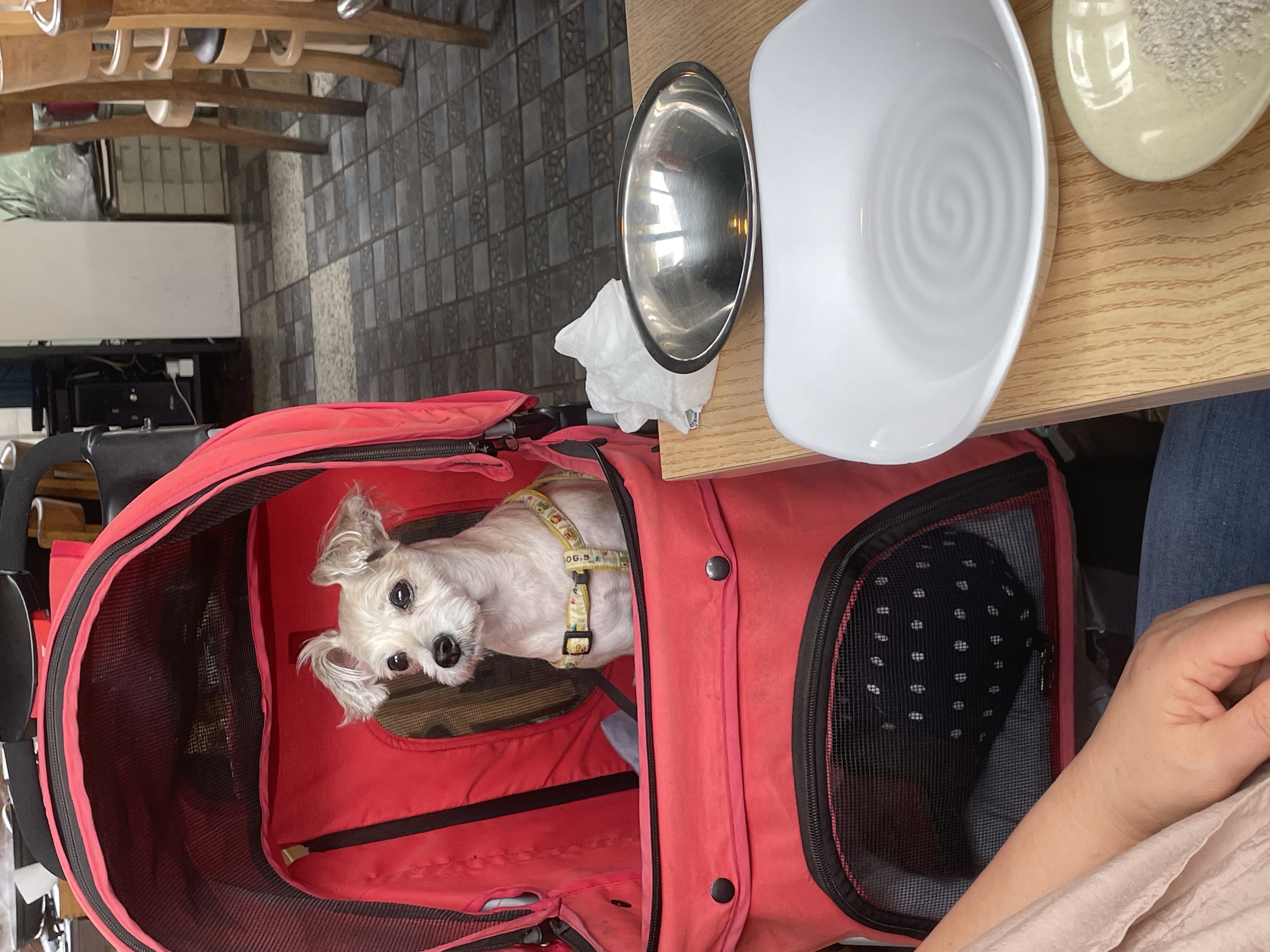 진이(바비) 입양 2년째!