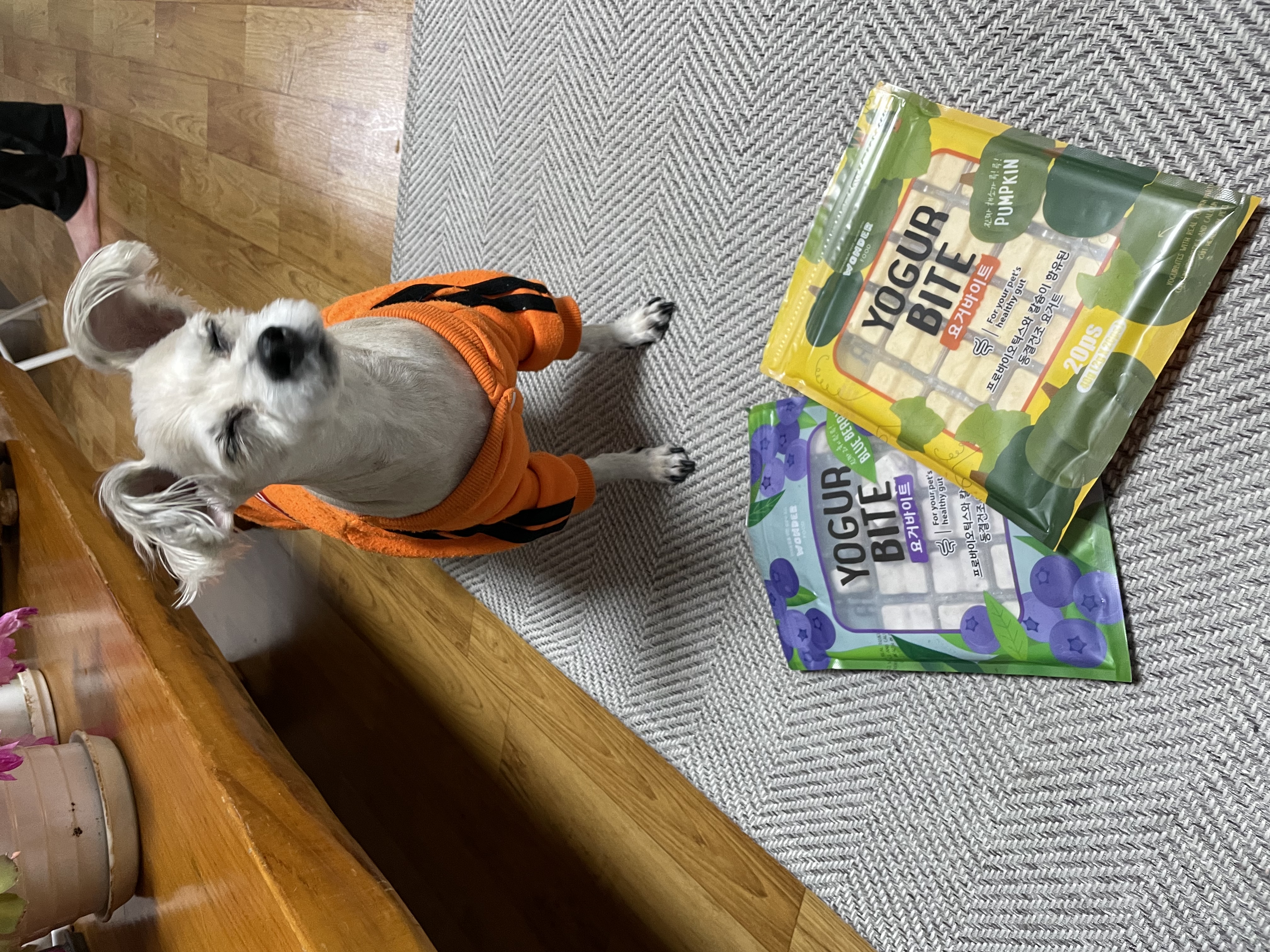 진이(바비) 입양 2년째!