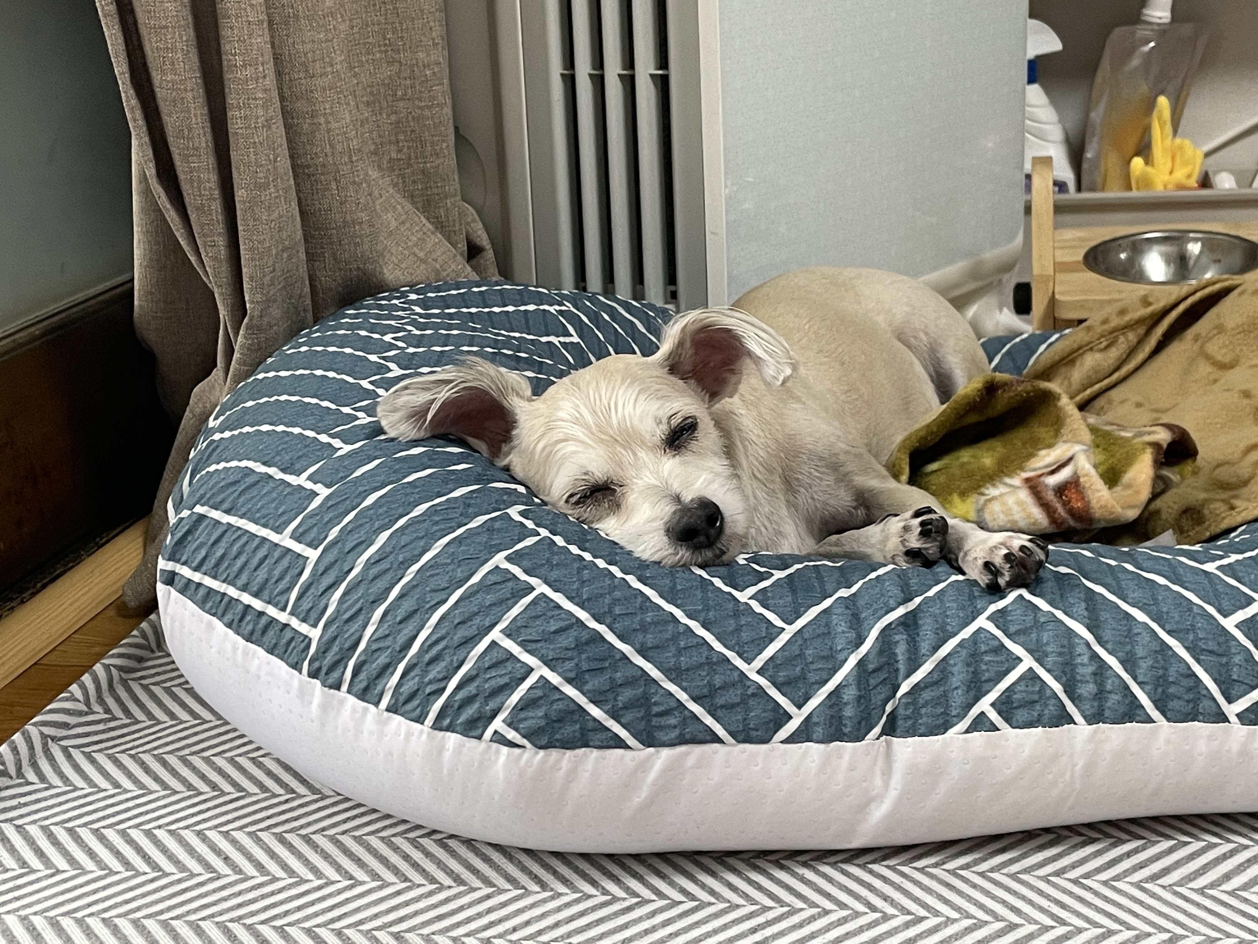 진이(바비) 입양 2년째!