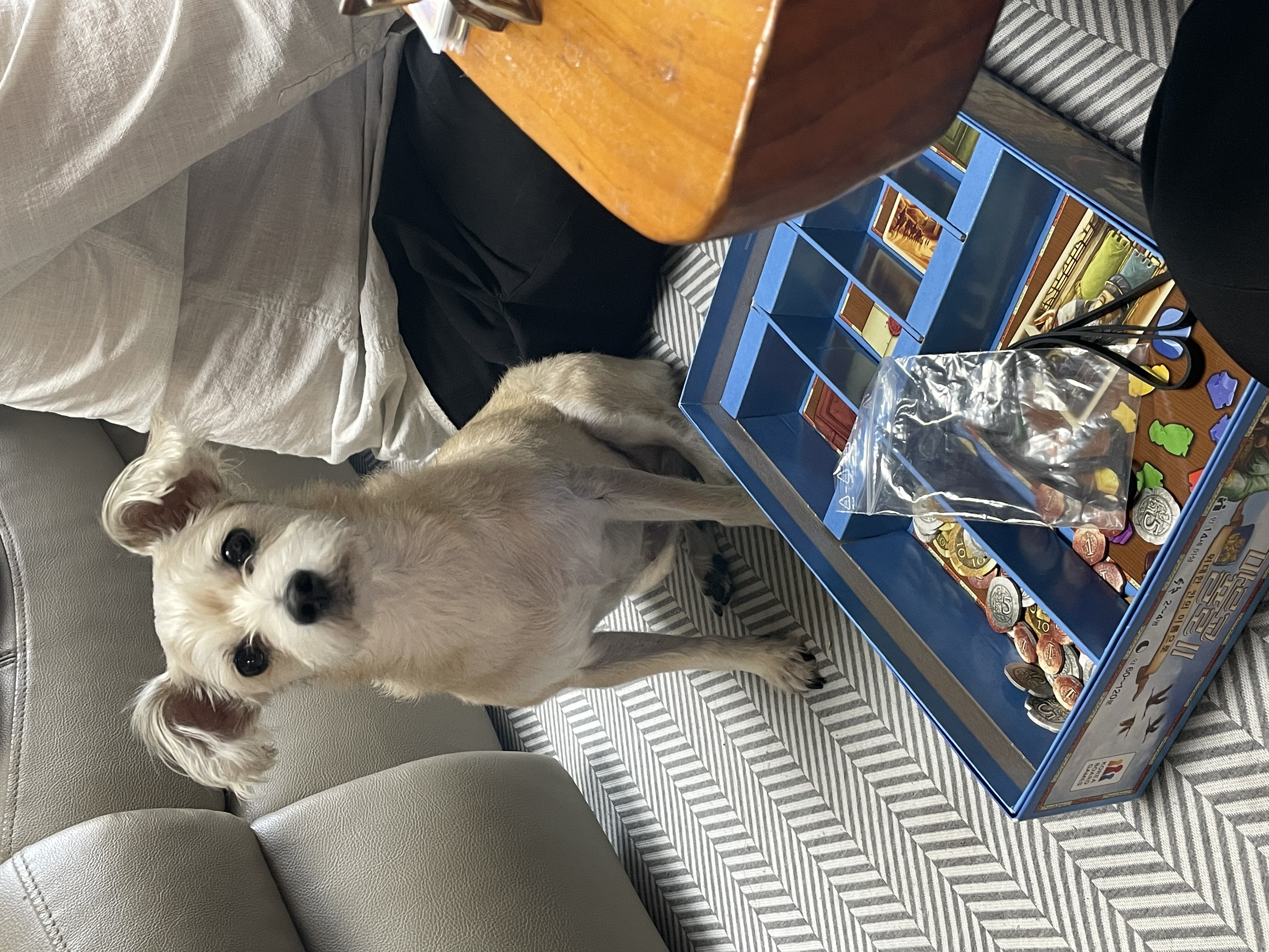 진이(바비) 입양 2년째!