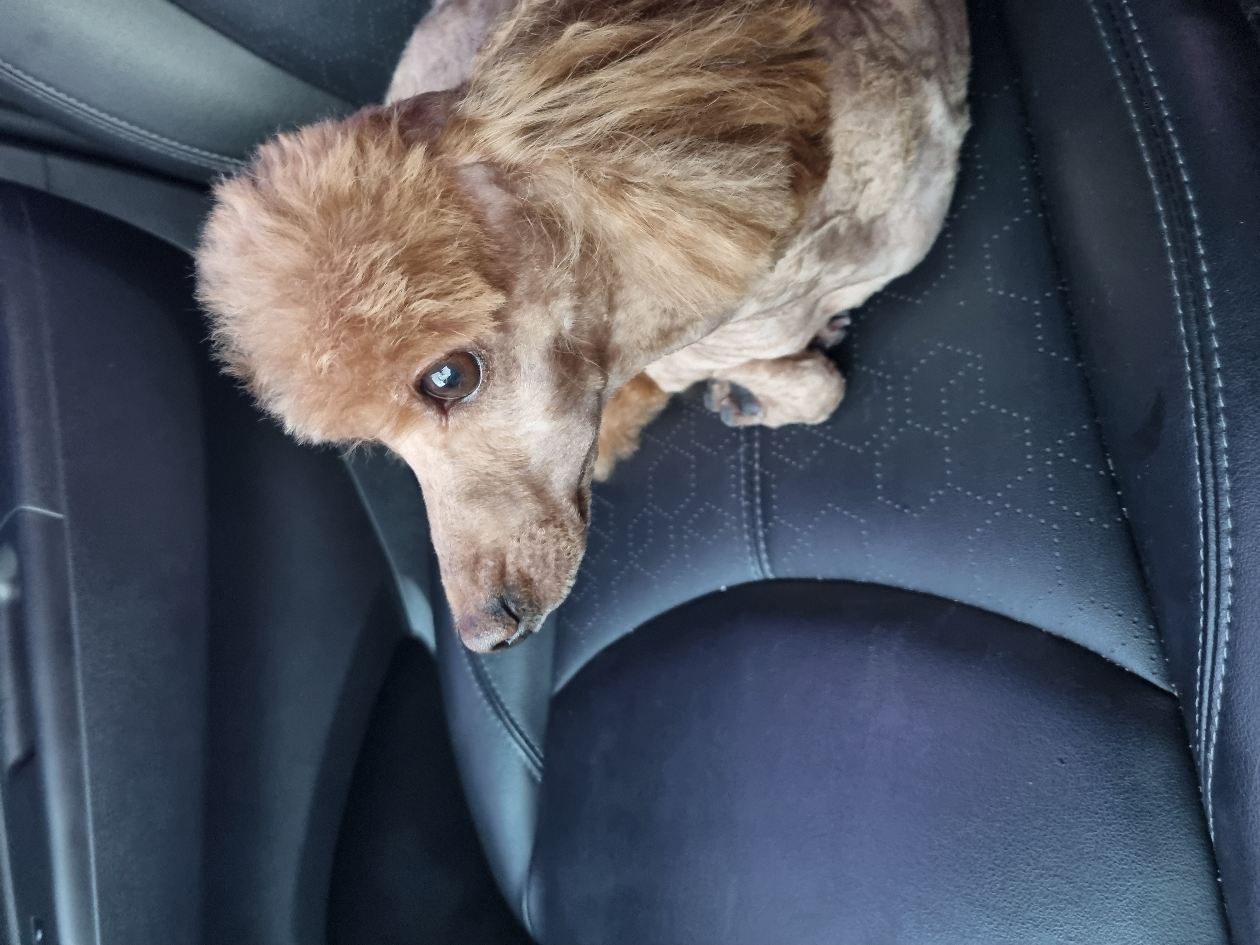 쿠키(앙금)이소식입니다