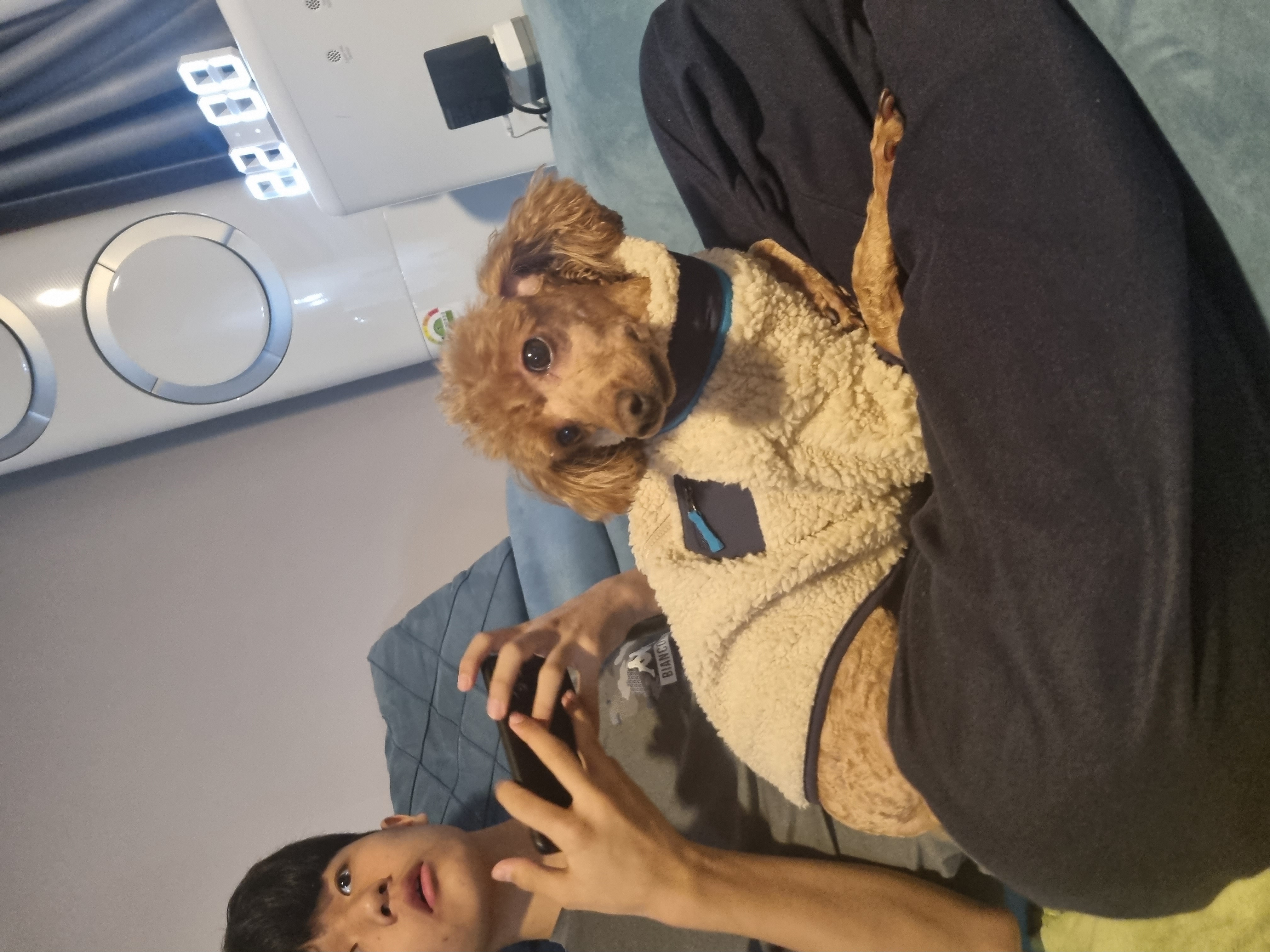 쿠키(앙금)이소식입니다