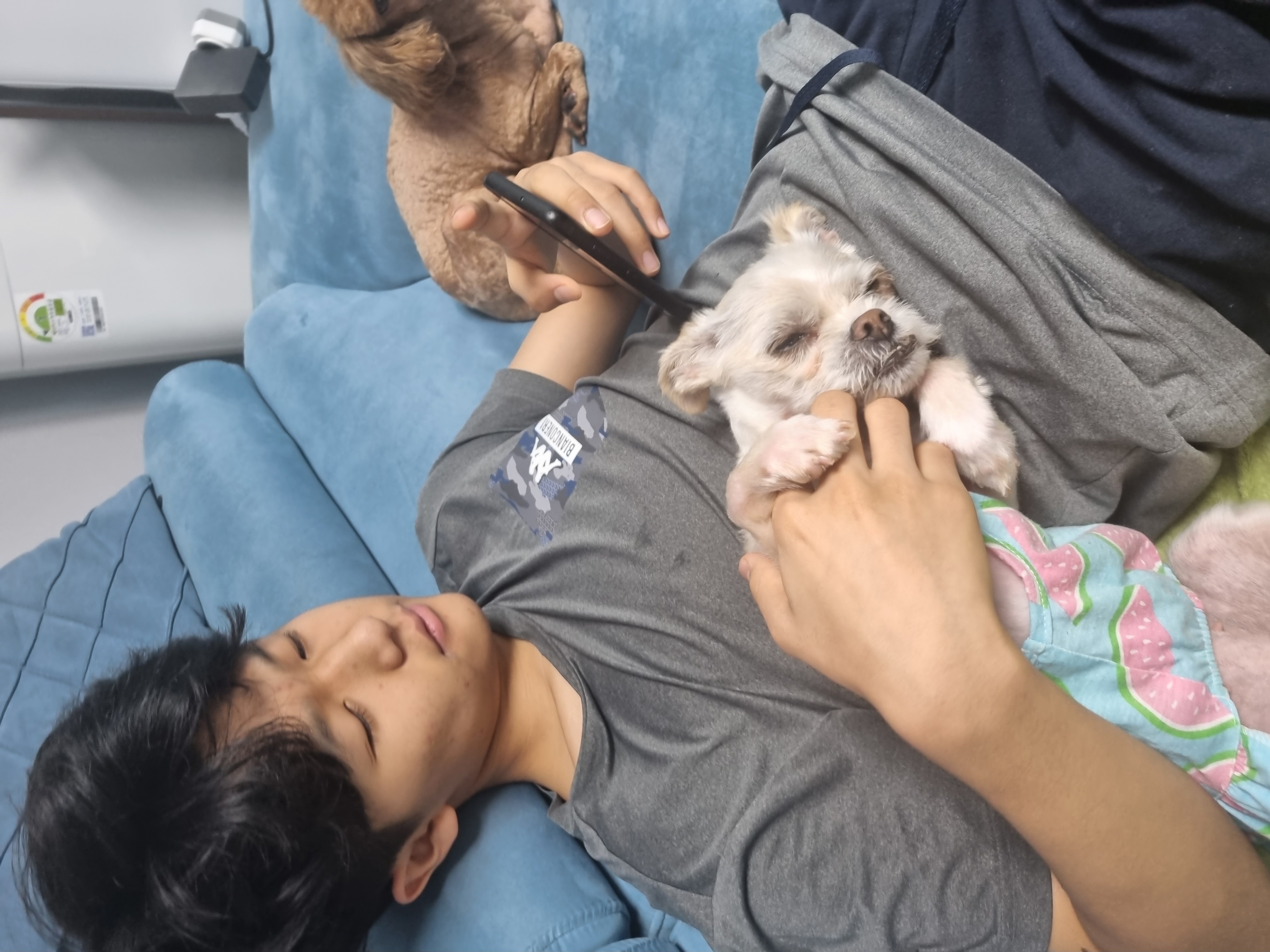 오영 임보소식입니다