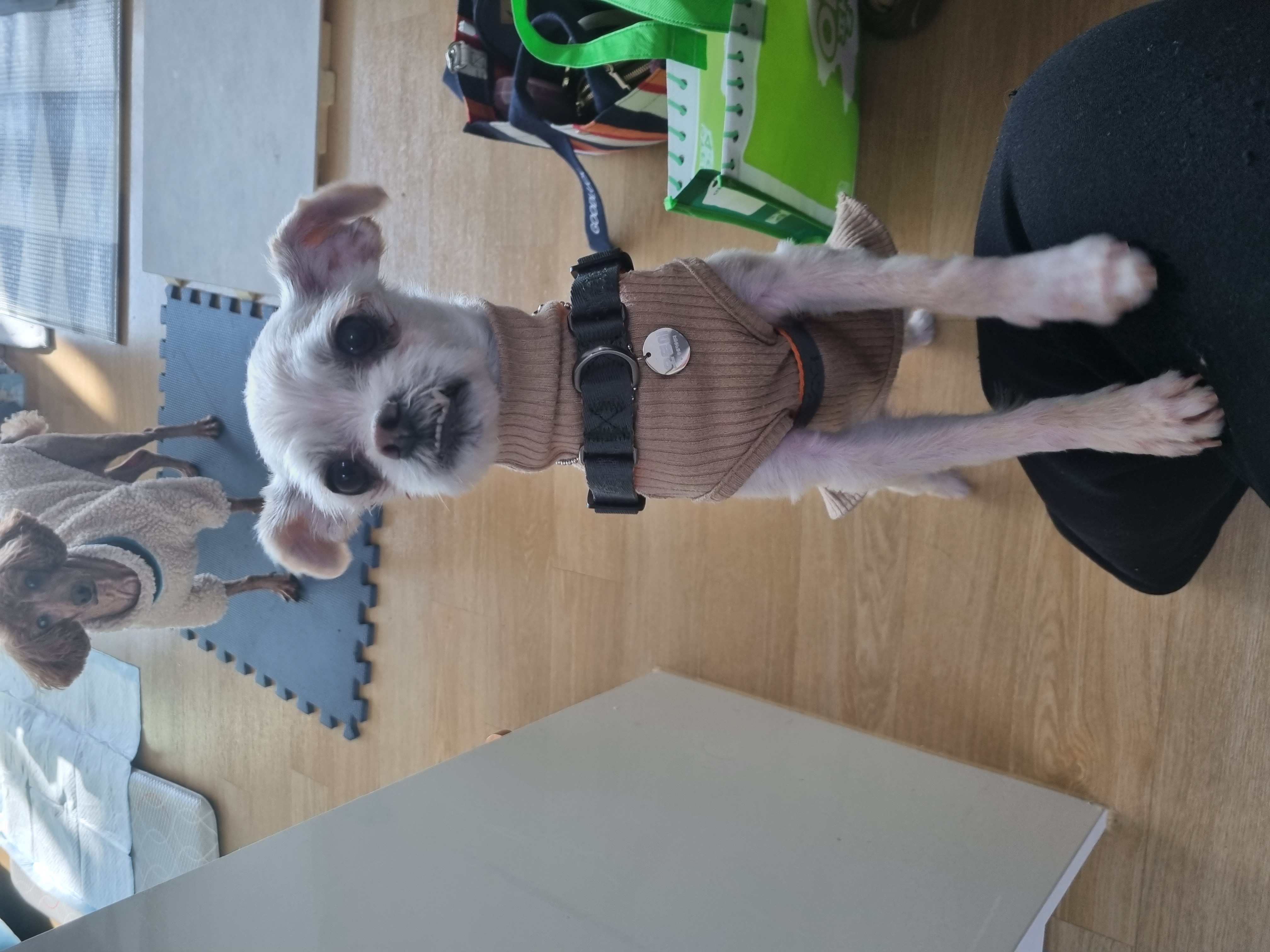 오영 임보소식입니다