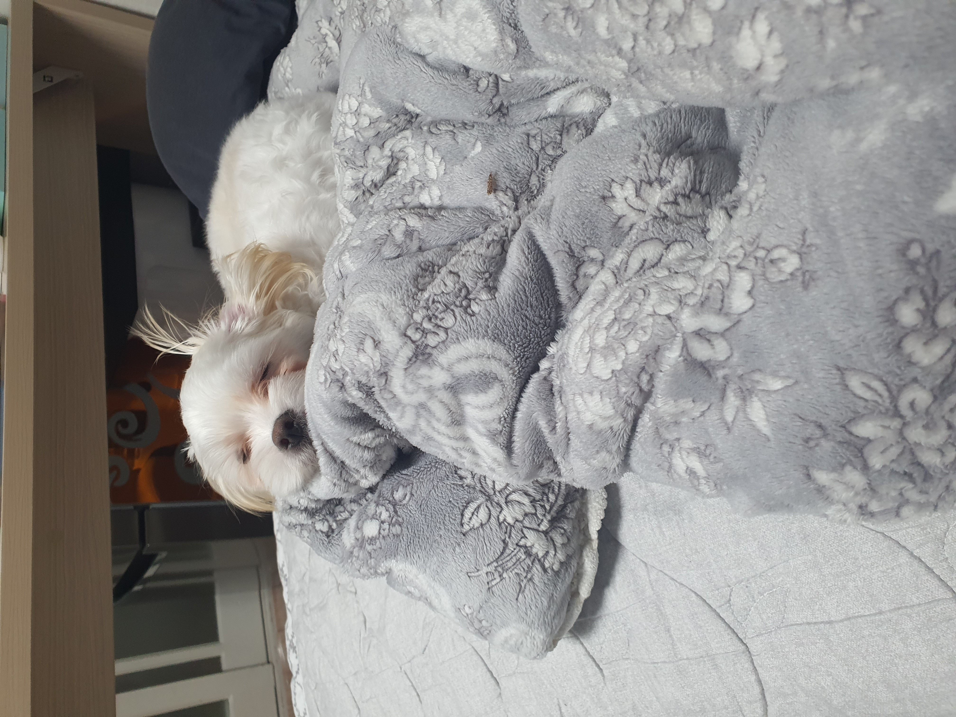 가을이 (아원) 입양 석달차 입니다 