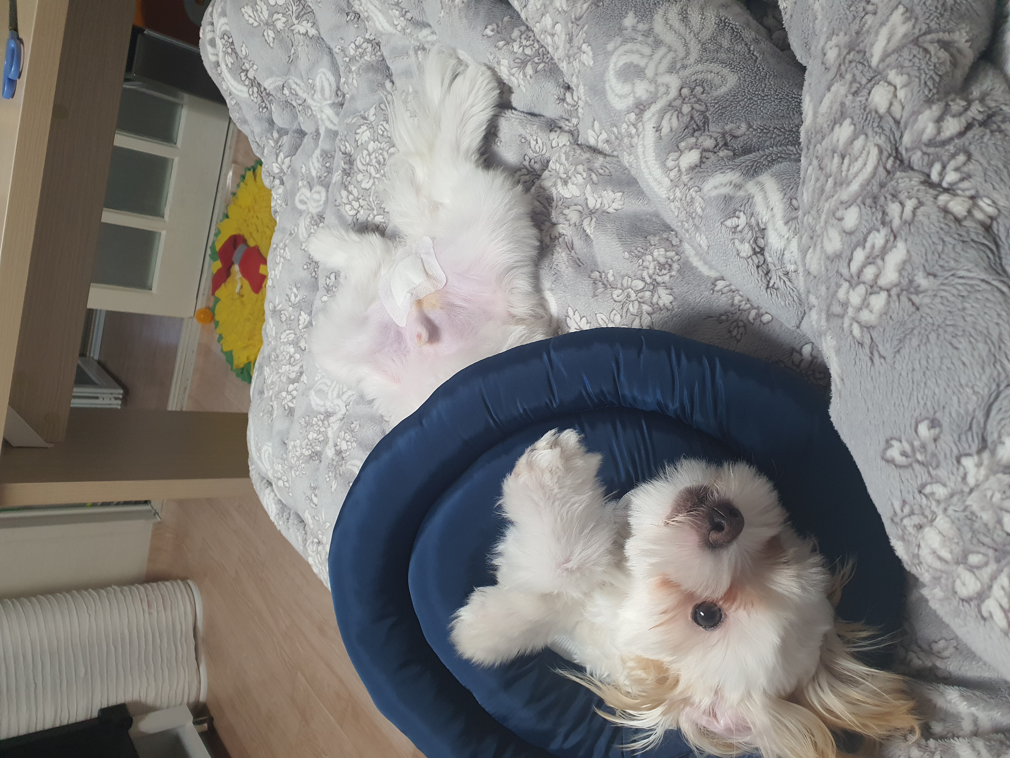 가을이 (아원) 입양 석달차 입니다 