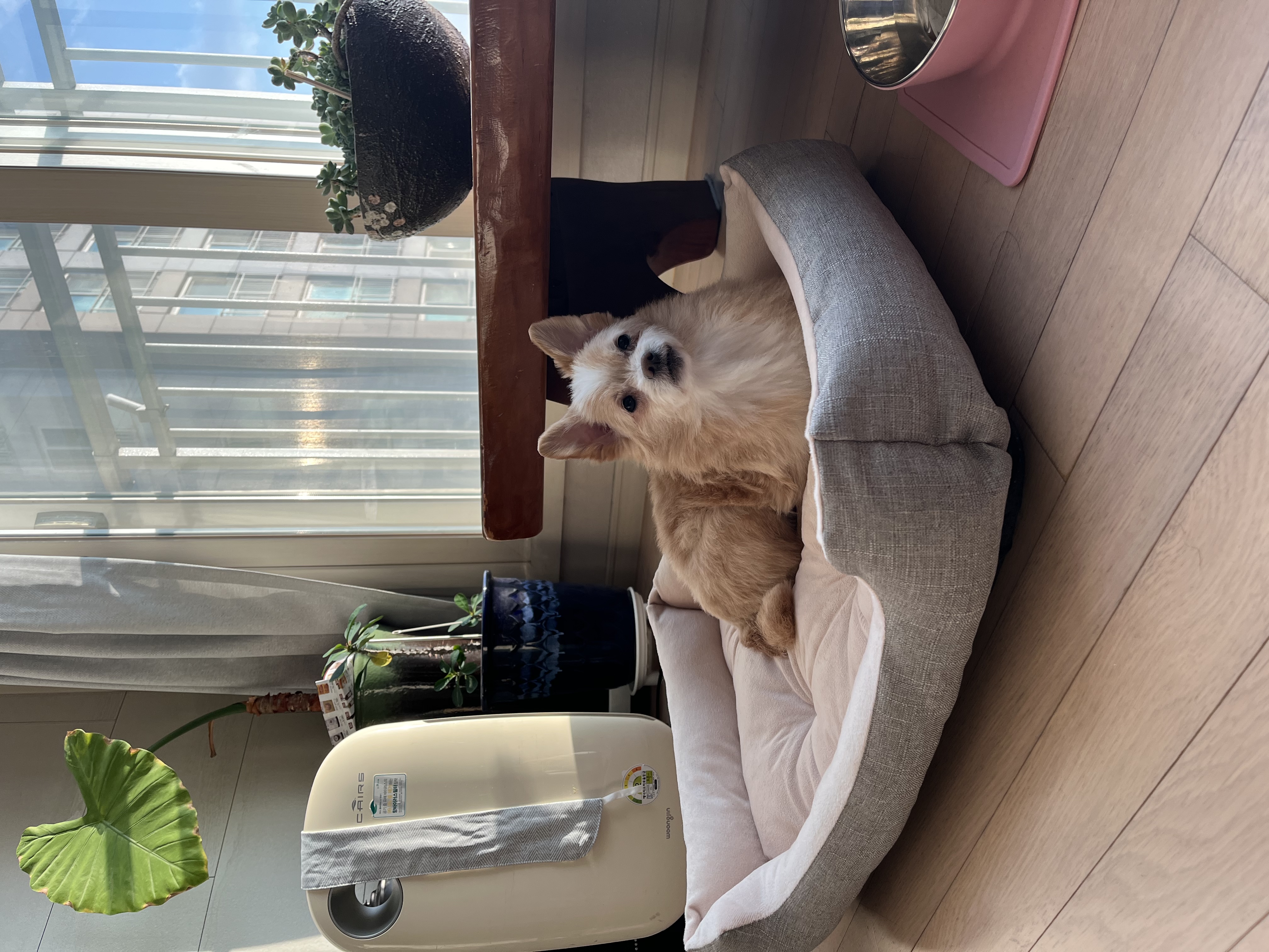 포나 입양 한달이 지났어요!