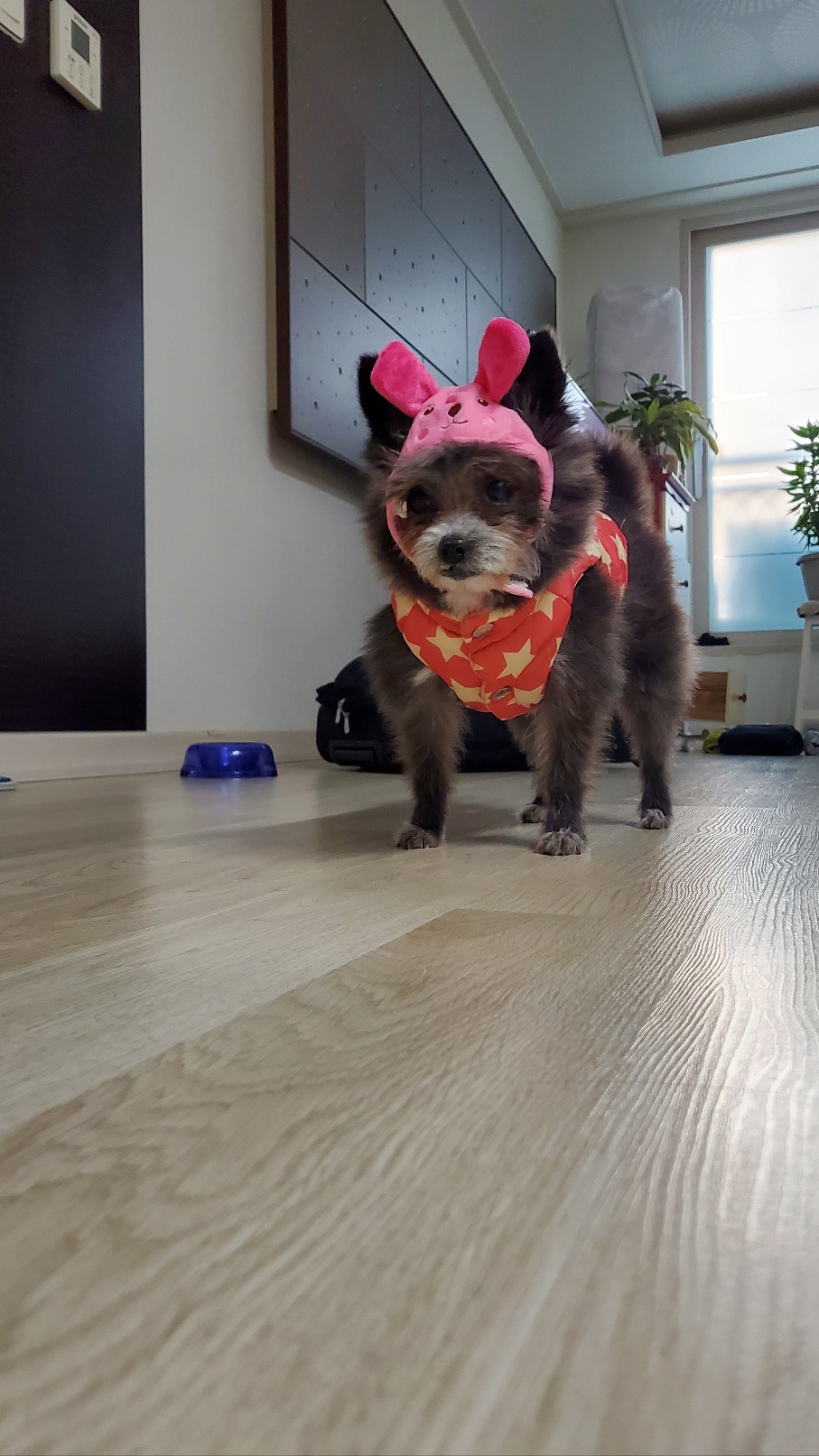 소피 임보 소식을 전해드립니다.