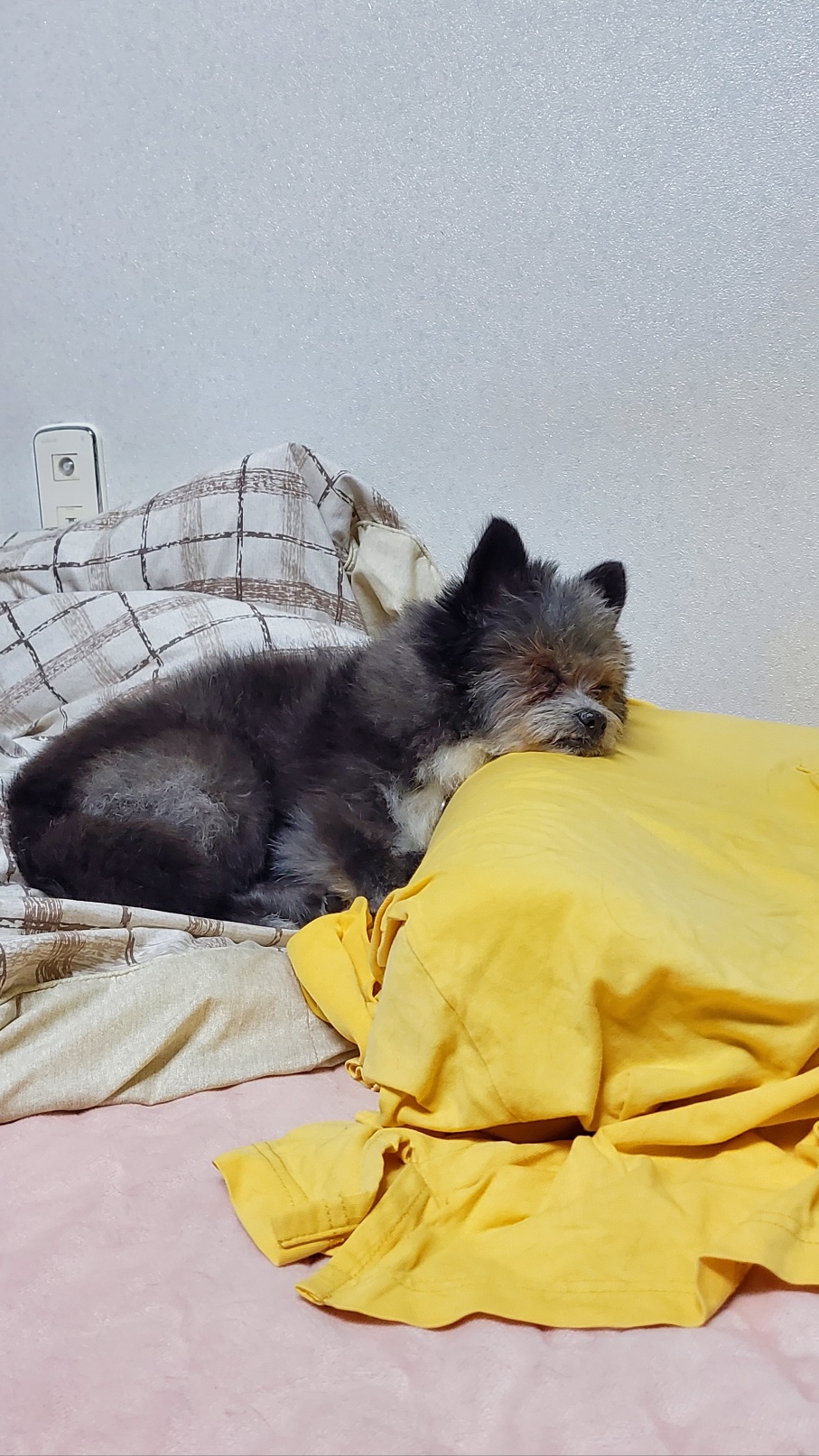 소피 임보 소식을 전해드립니다.