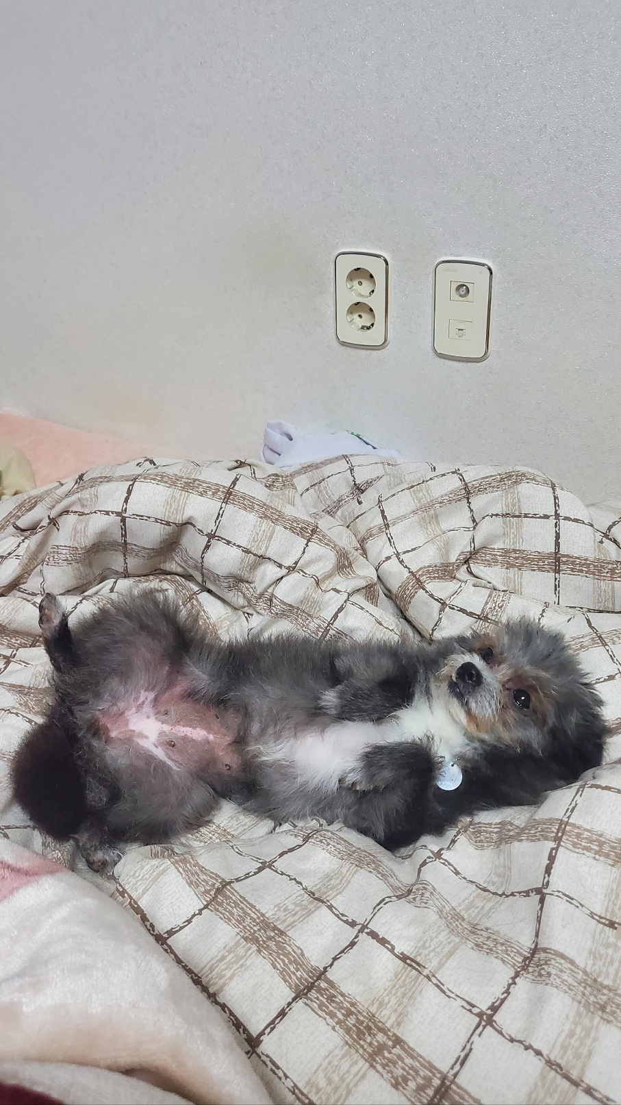 소피 임보 소식을 전해드립니다.