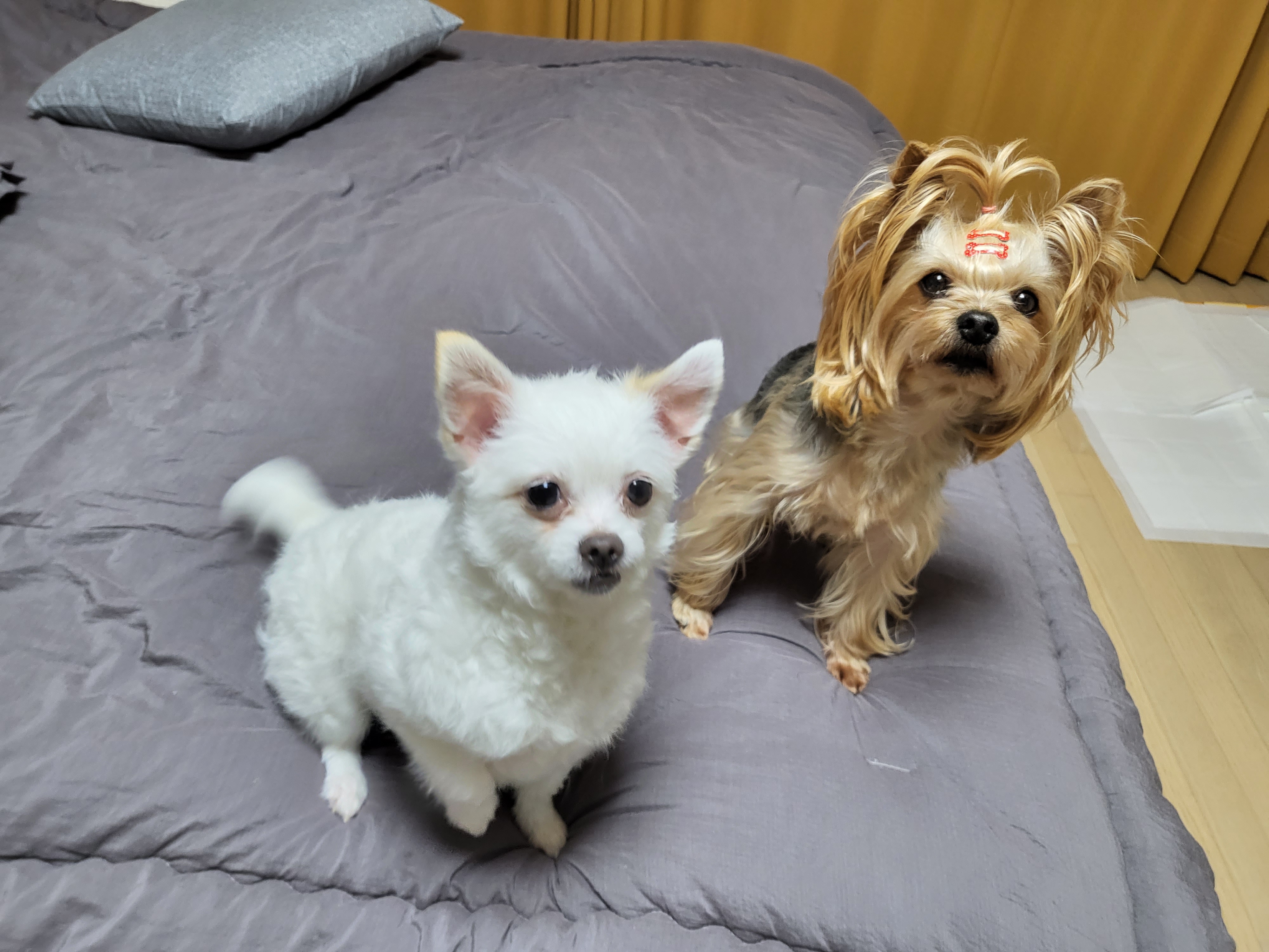 오투 임보한달차 입니당♡