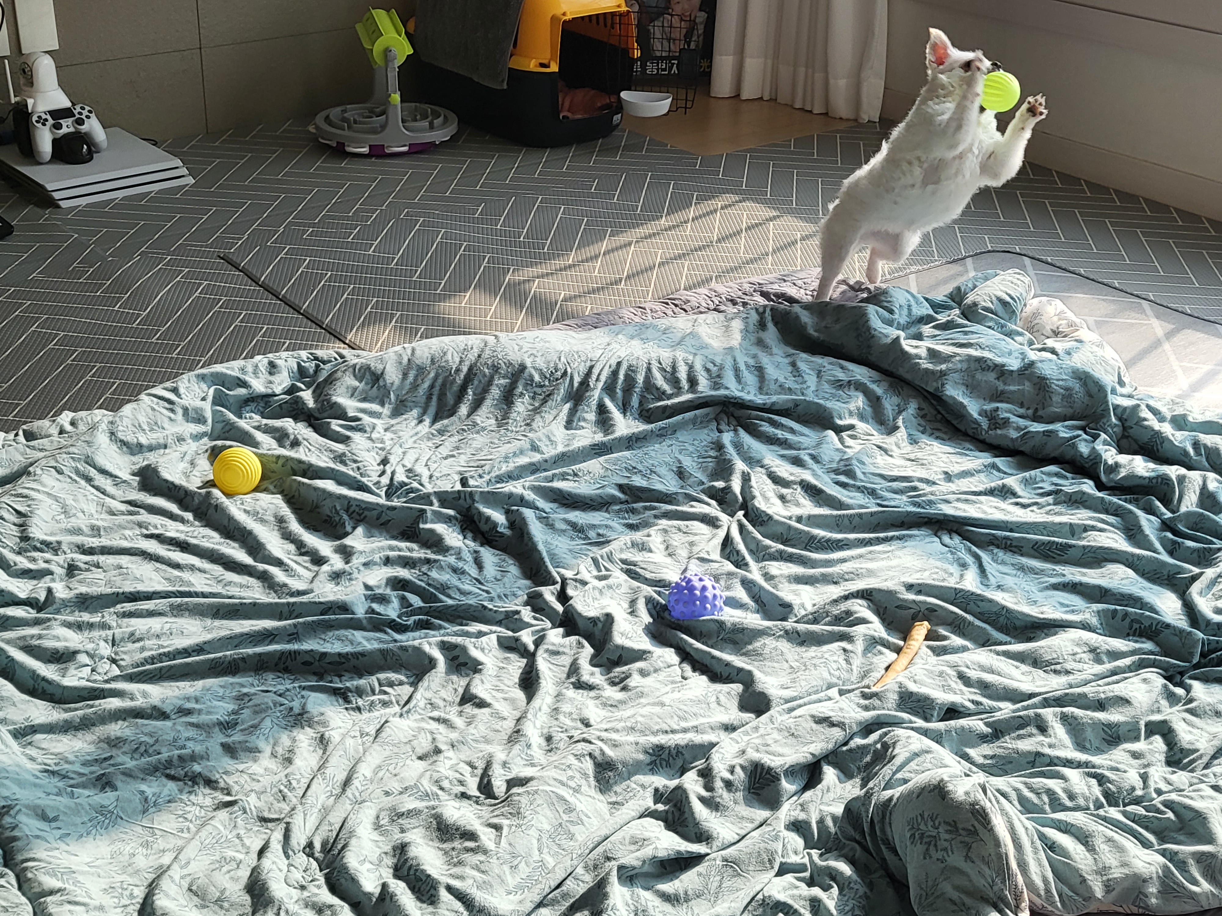 오투 임보한달차 입니당♡