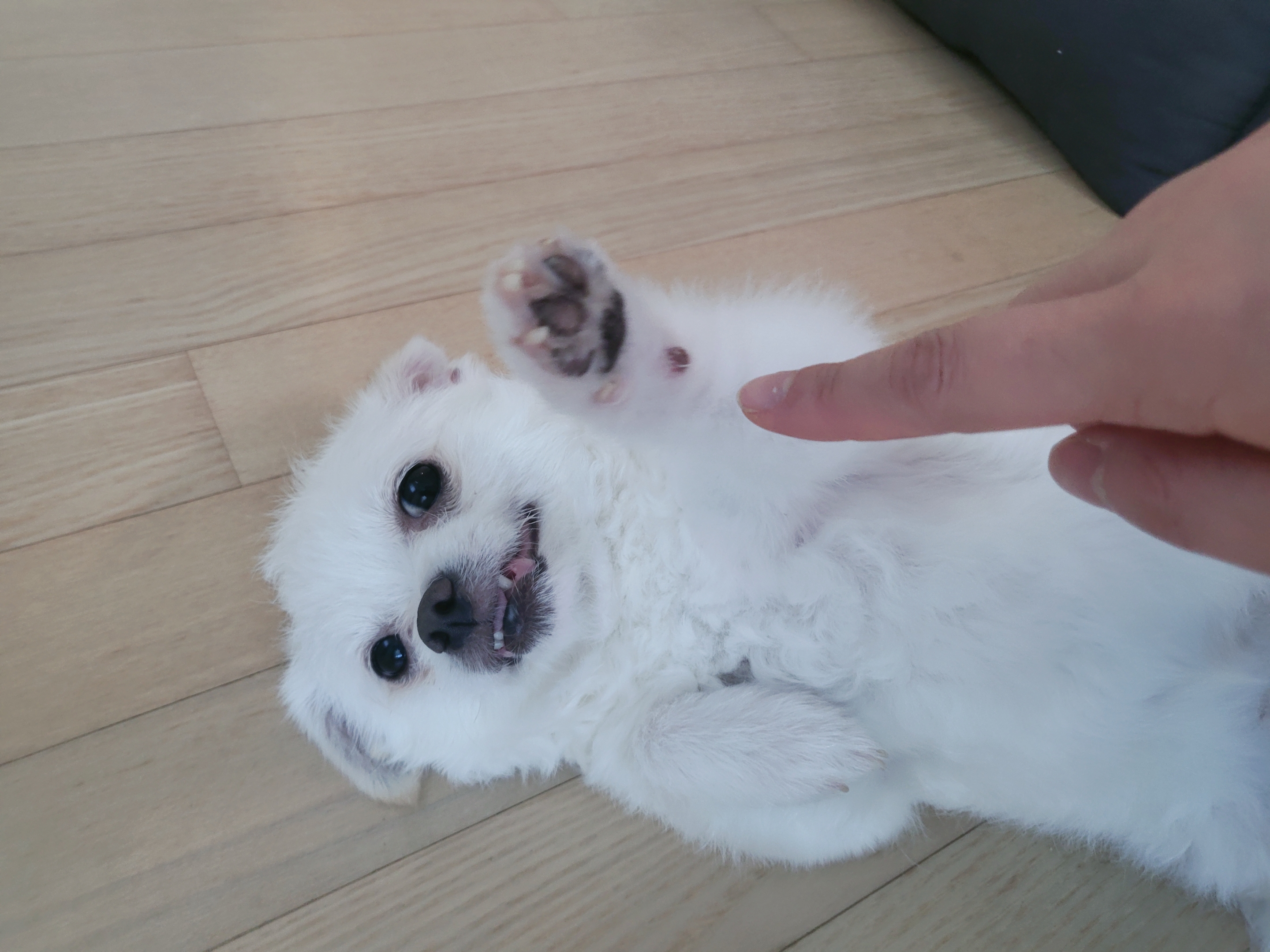 오투 임보한달차 입니당♡