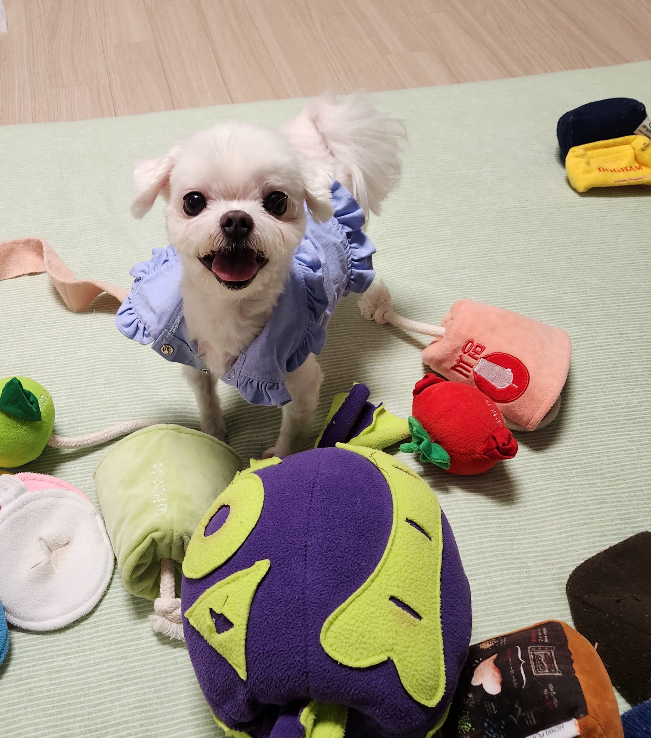 초롱이(치멍25)와 5년차가 되었어요!