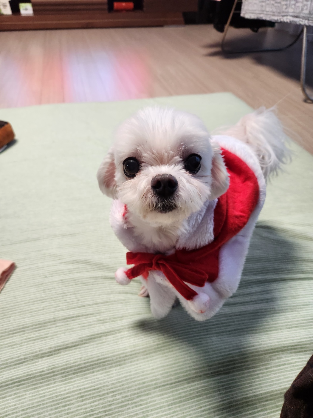 초롱이(치멍25)와 5년차가 되었어요!