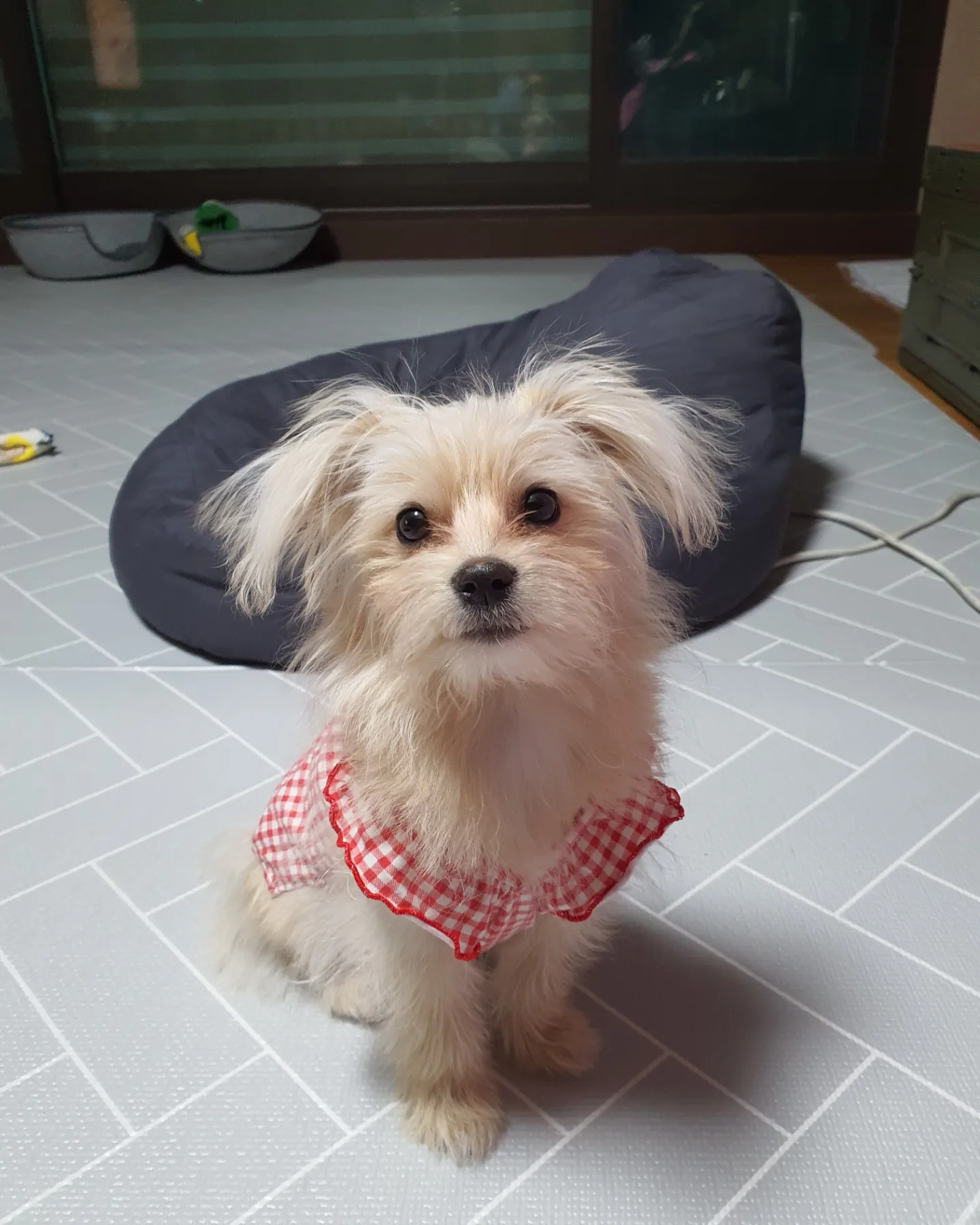 토리(소이)와 가족이 된 지 3개월이 지난 후기입니다.