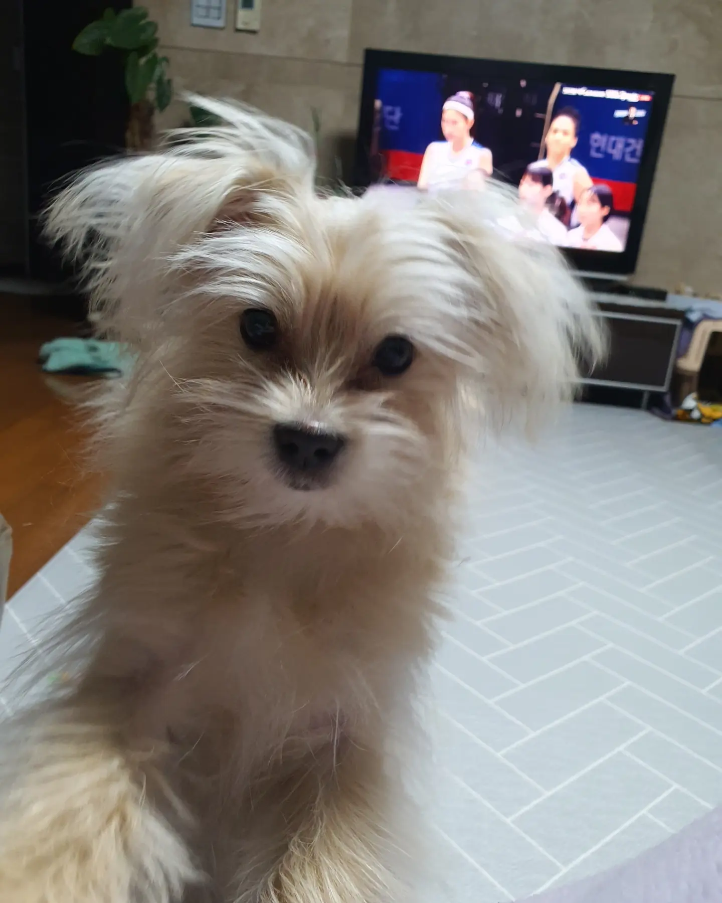 토리(소이)와 가족이 된 지 3개월이 지난 후기입니다.