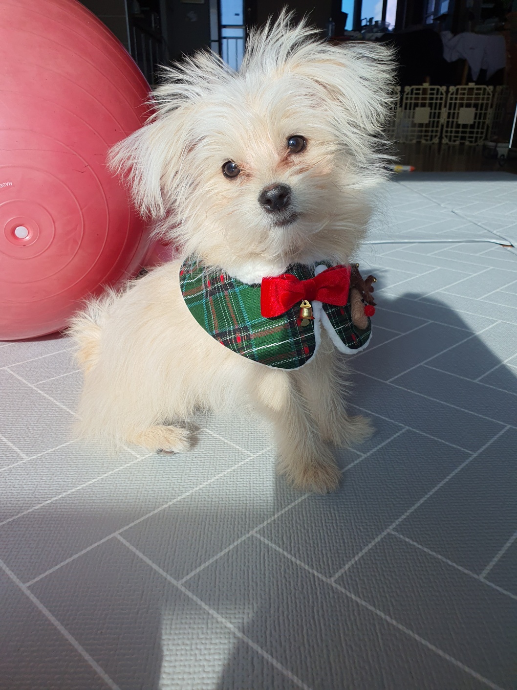 토리(소이)와 가족이 된 지 3개월이 지난 후기입니다.