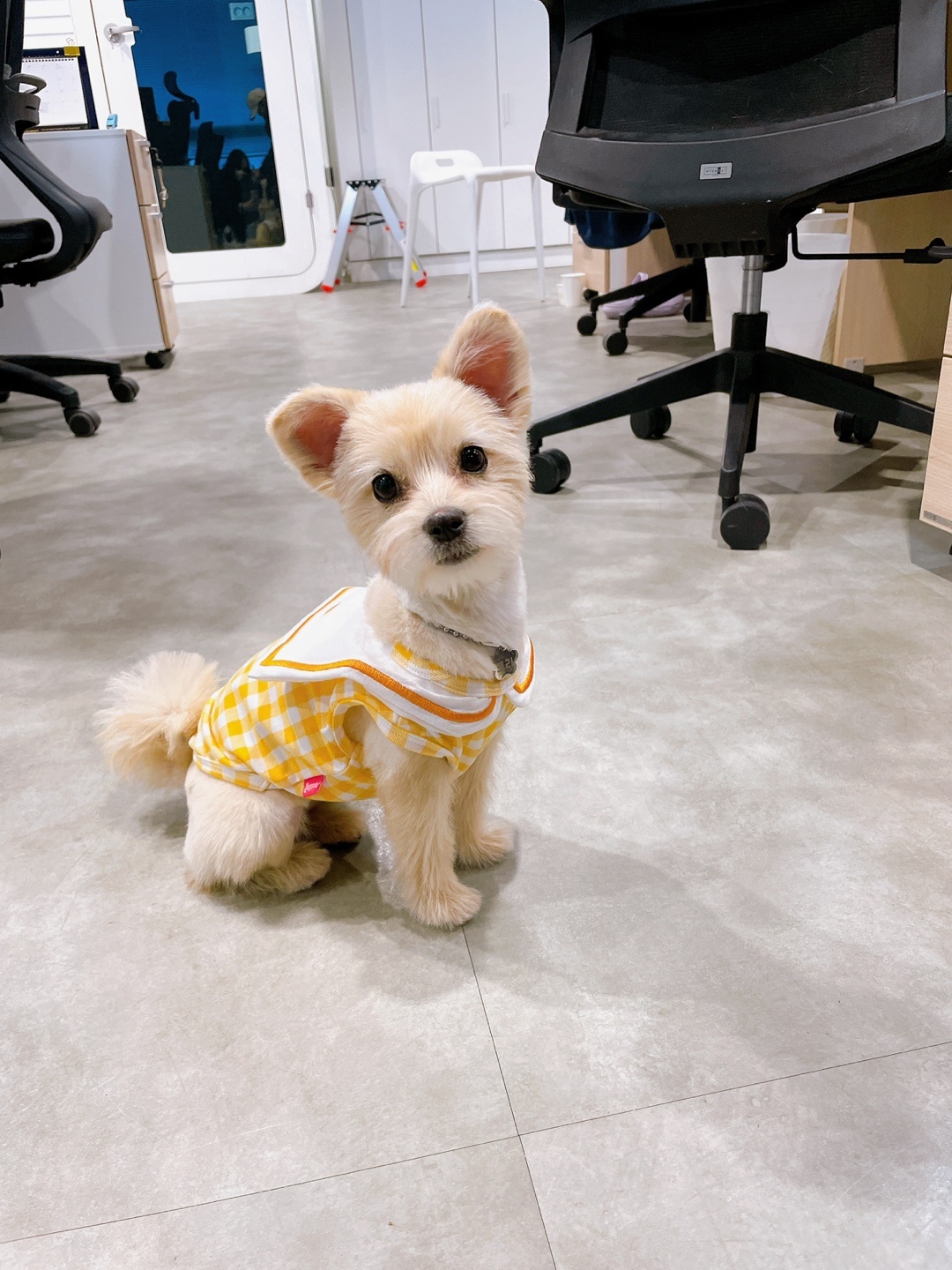 토리(소이)와 가족이 된 지 3개월이 지난 후기입니다.