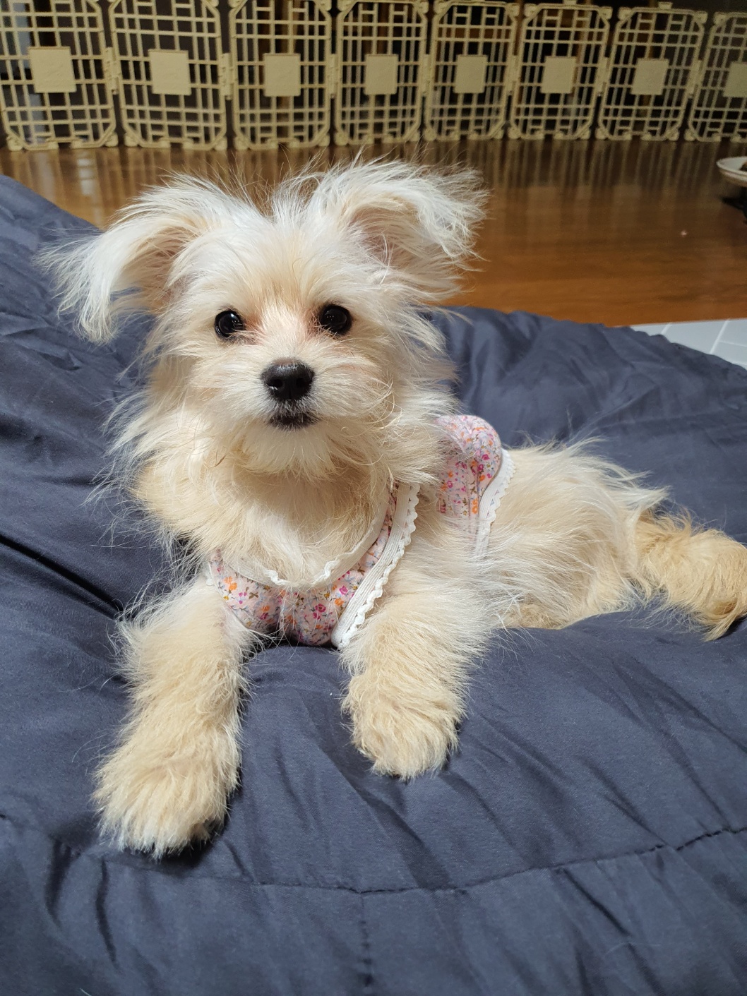 토리(소이)와 가족이 된 지 3개월이 지난 후기입니다.