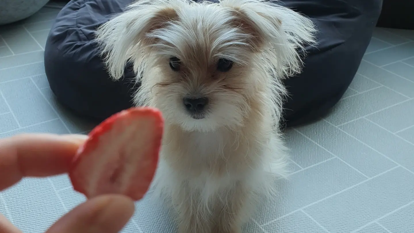 토리(소이)와 가족이 된 지 3개월이 지난 후기입니다.