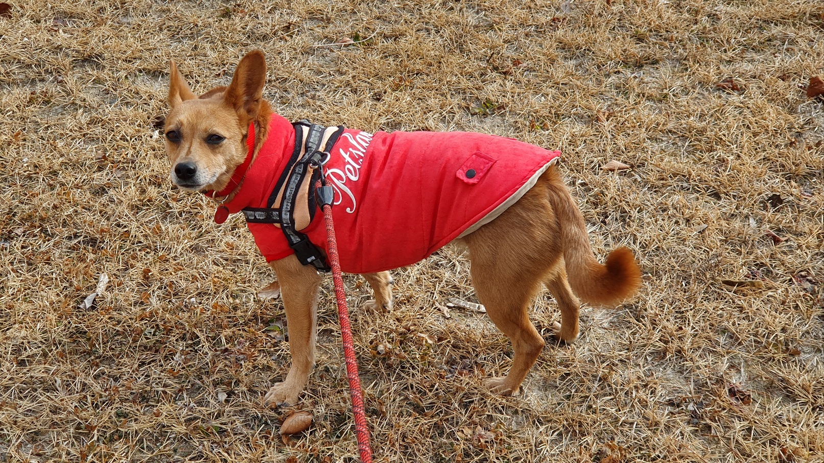 리카 공주님  입양 2주년 소식 전합니다.(20230125, 7세)