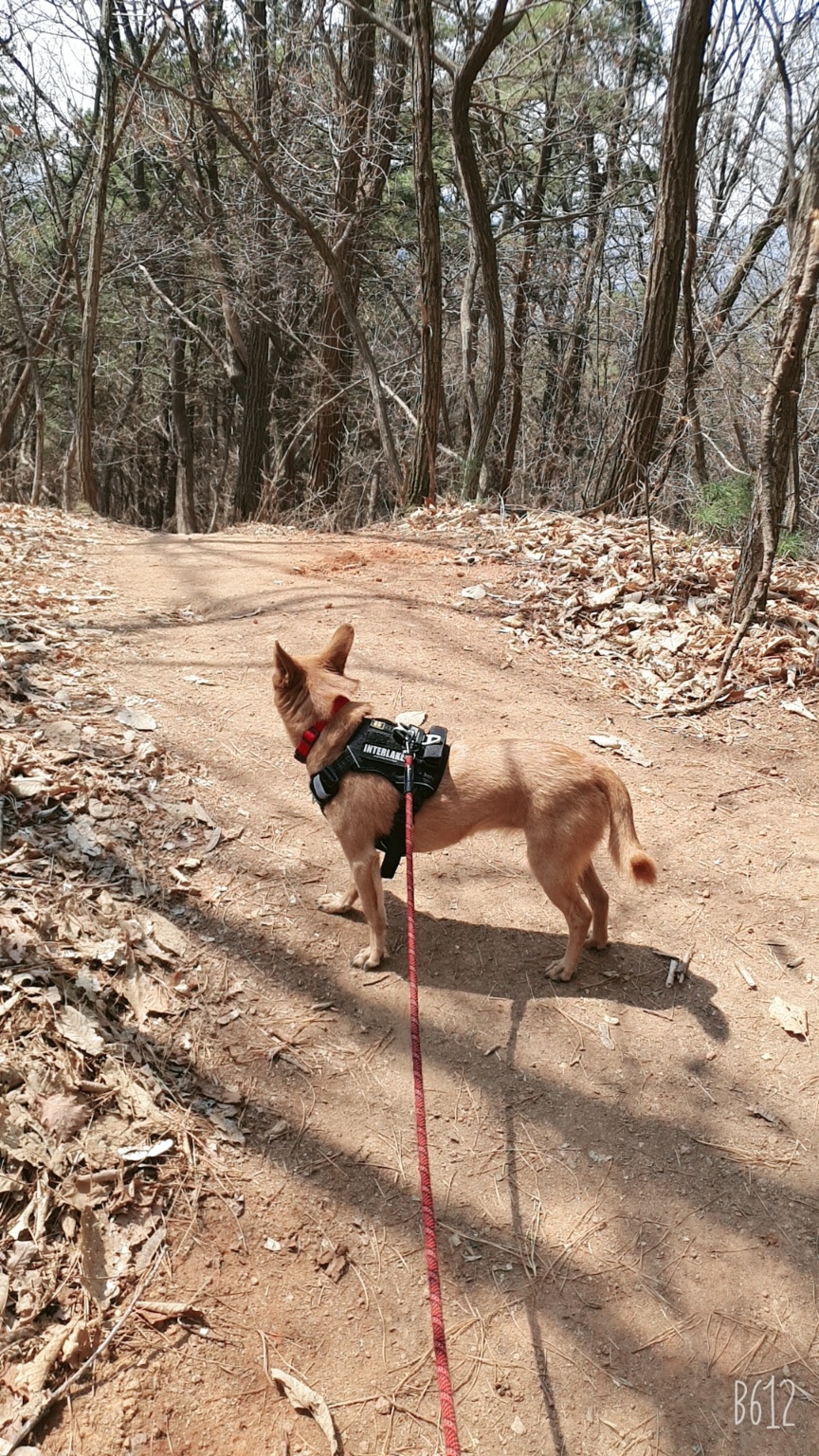 리카 공주님  입양 2주년 소식 전합니다.(20230125, 7세)