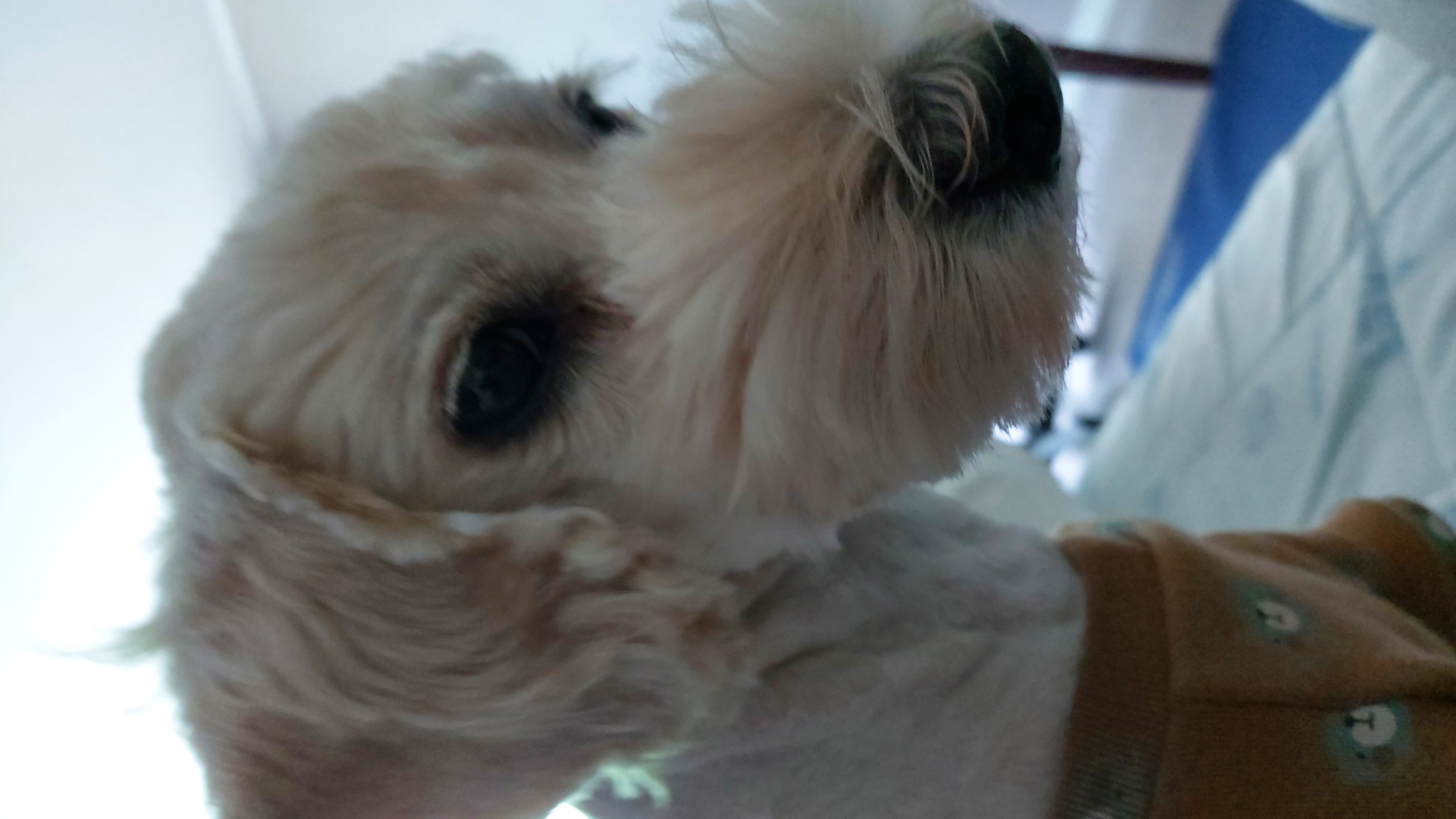 우리 금동(은돌) 이야기