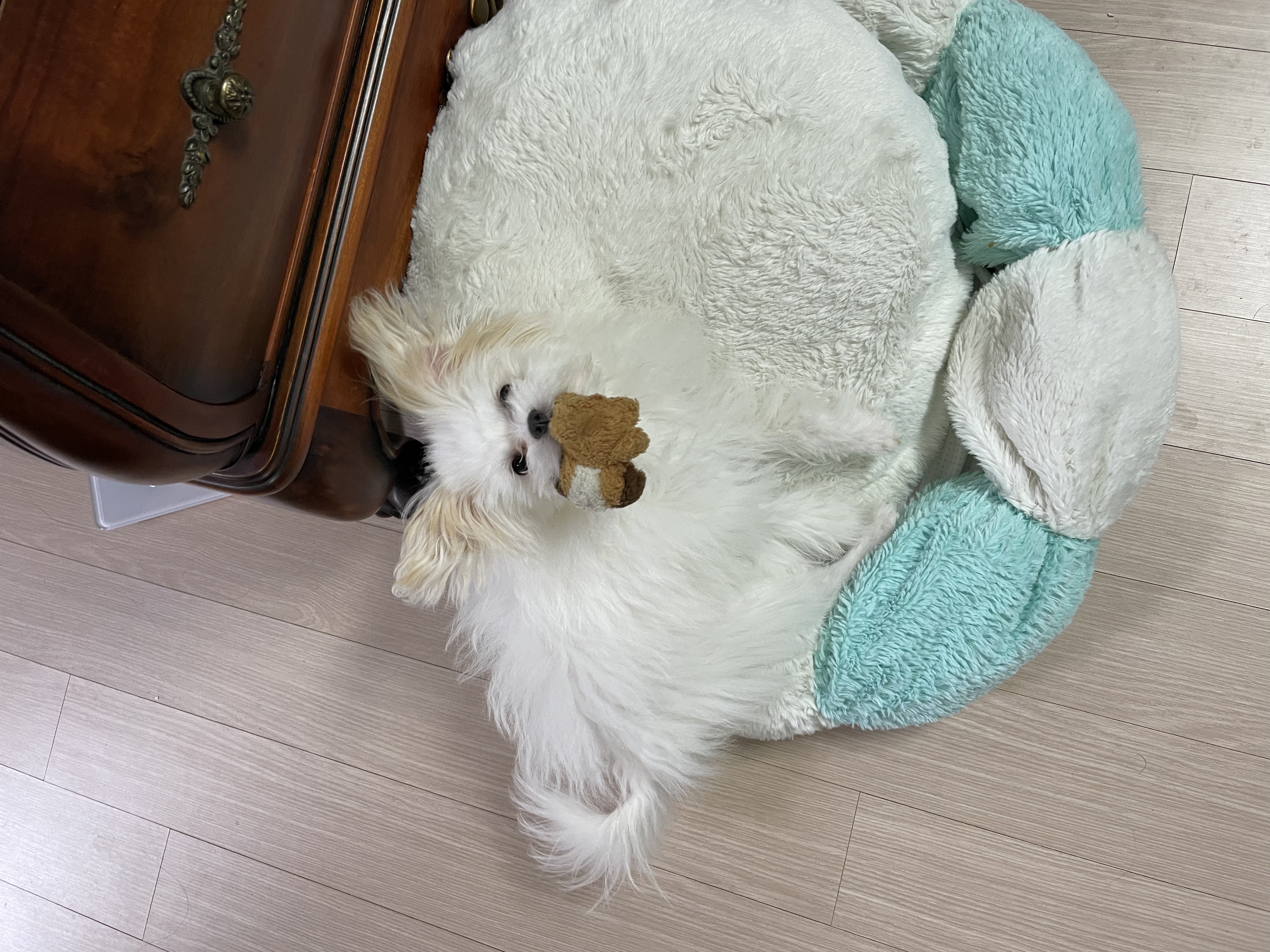 아츄가 저희 집에 온지 3개월이 지났어요! (아투)