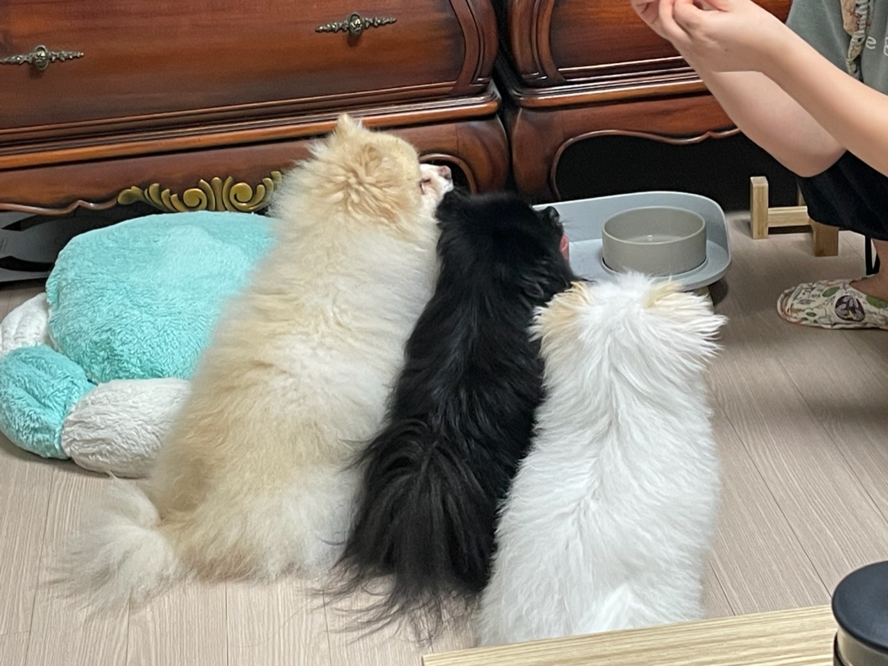 아츄가 저희 집에 온지 3개월이 지났어요! (아투)