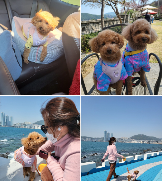 도순이 (현 푸딩이) 입양 1년 후기입니다~~