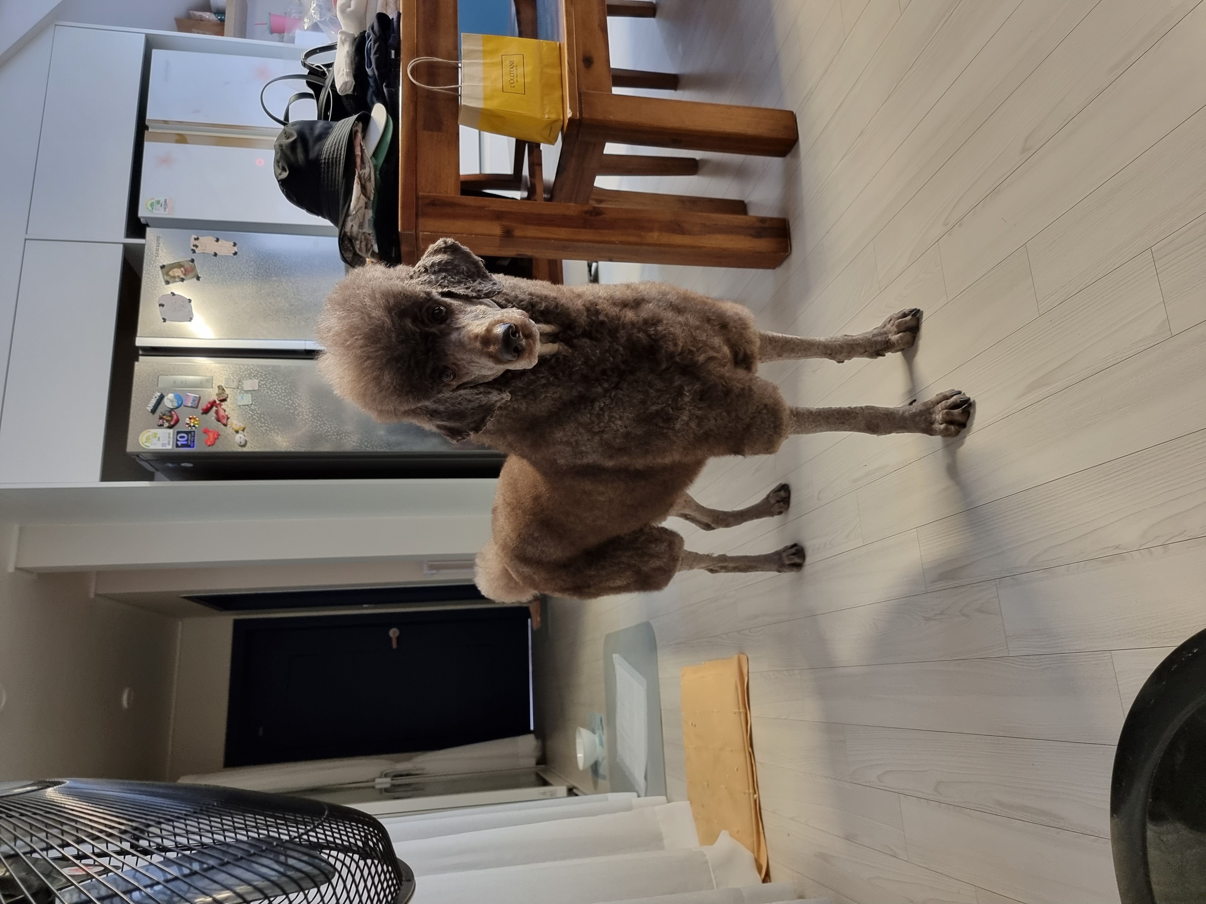 테라 입양 1년 후기(우리에게 온 귀한 선물)