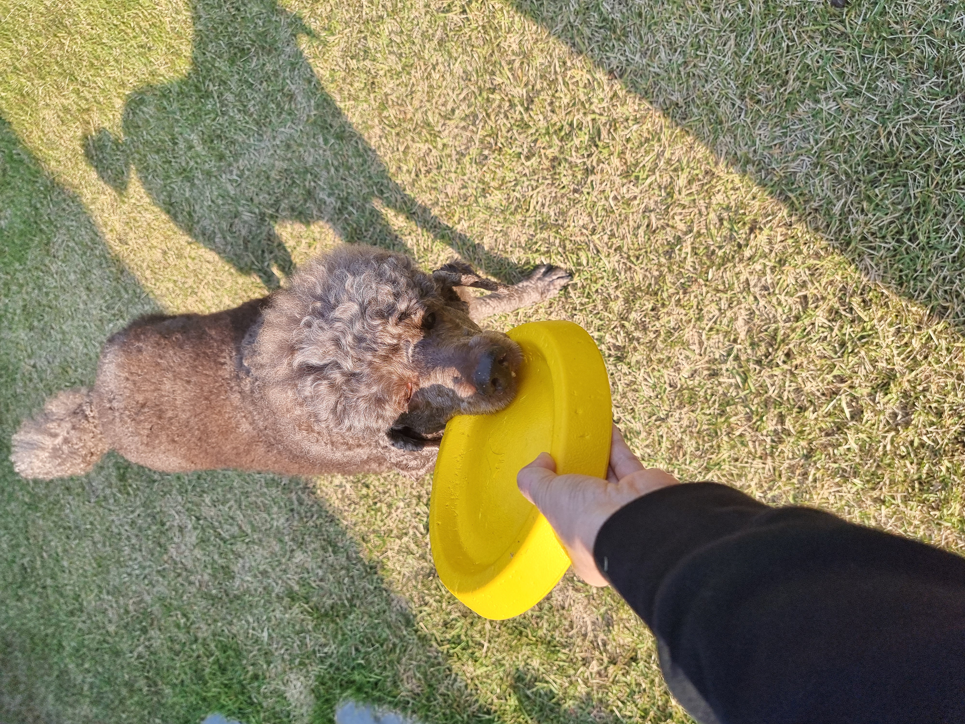 테라 입양 1년 후기(우리에게 온 귀한 선물)