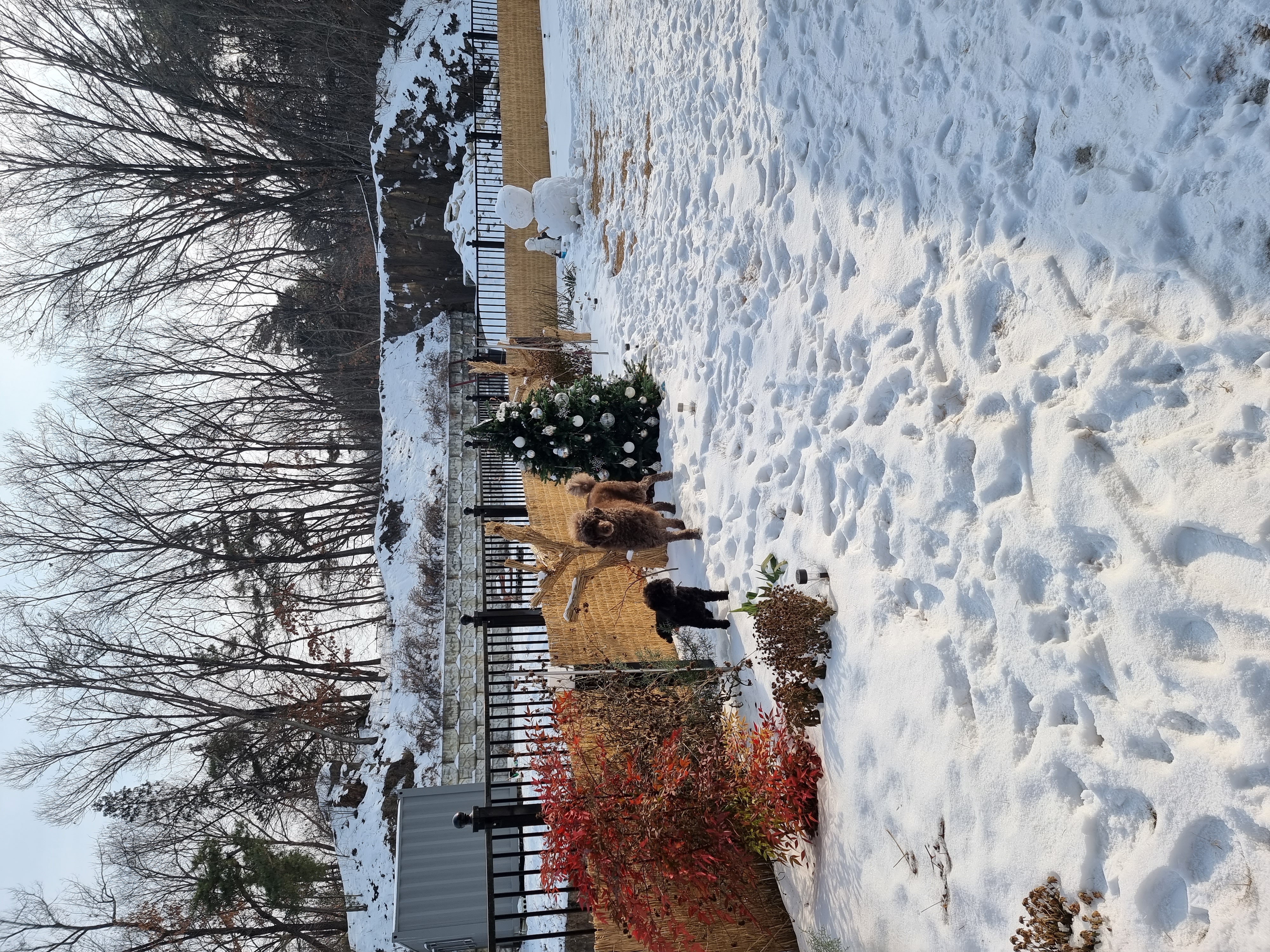 테라 입양 1년 후기(우리에게 온 귀한 선물)