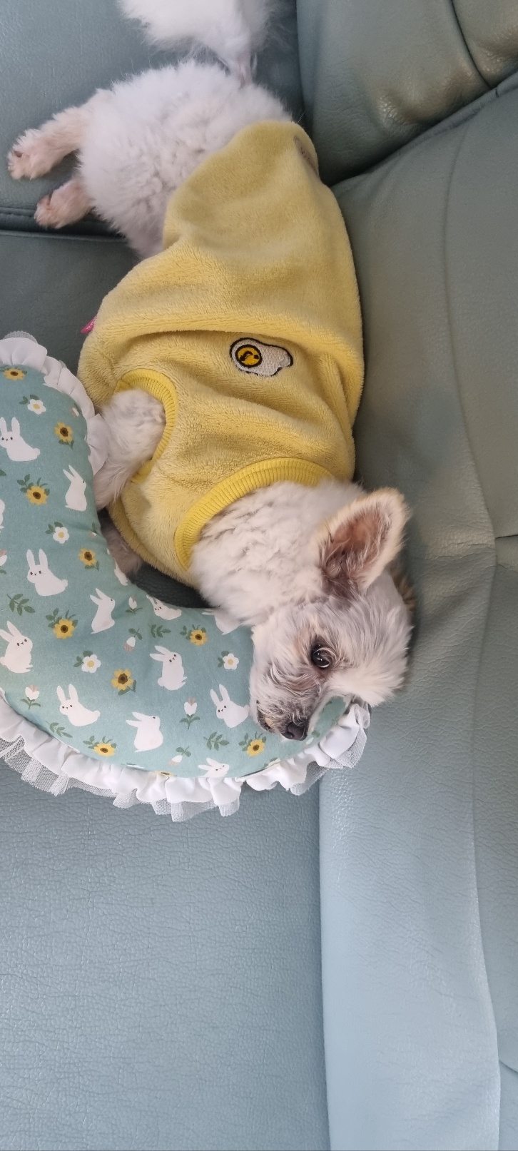 천안 아산 구조견 엘프 임보 일주일 후기 입니다 