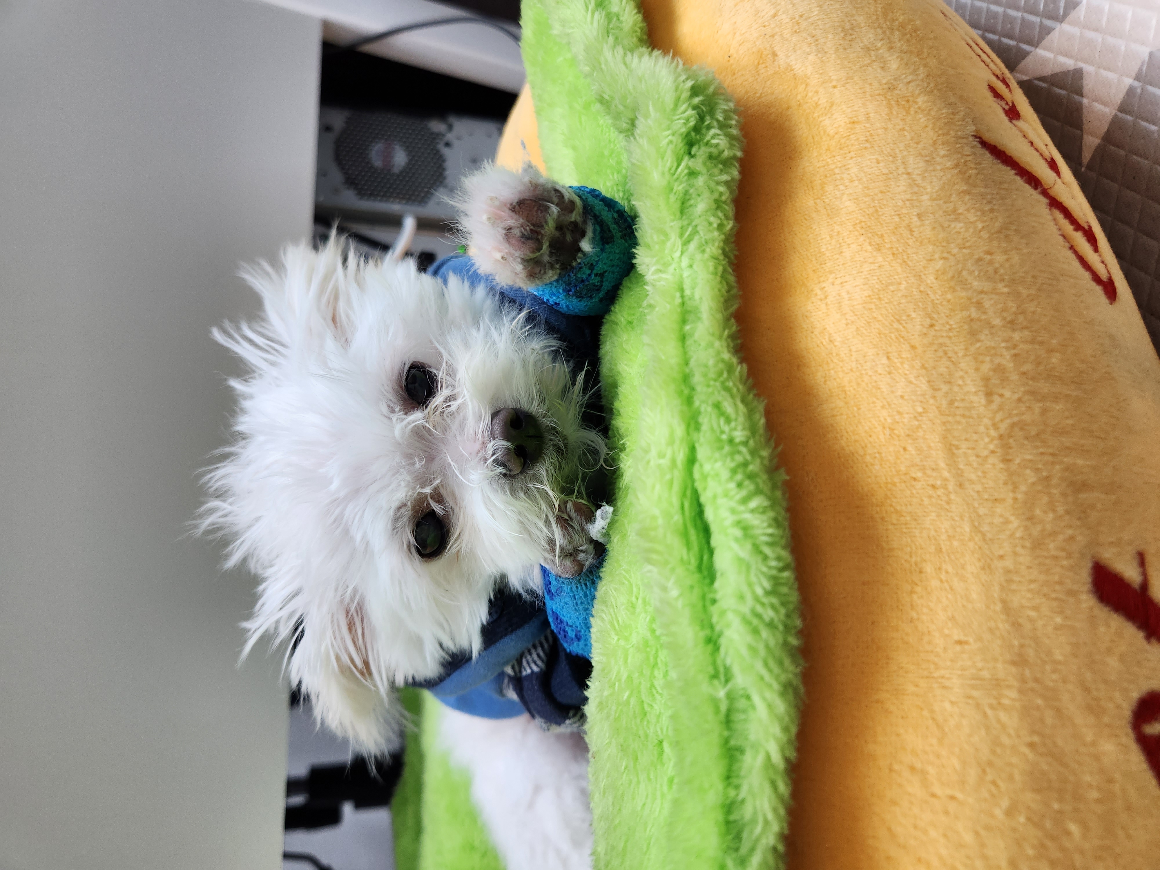 익준이 임보 3개월 차(입양해주세오)