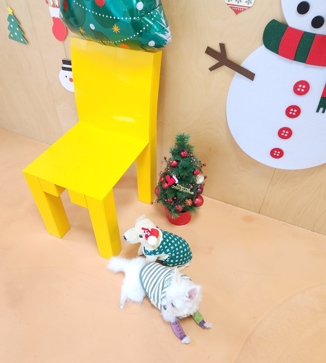 익준이 임보 3개월 차(입양해주세오)