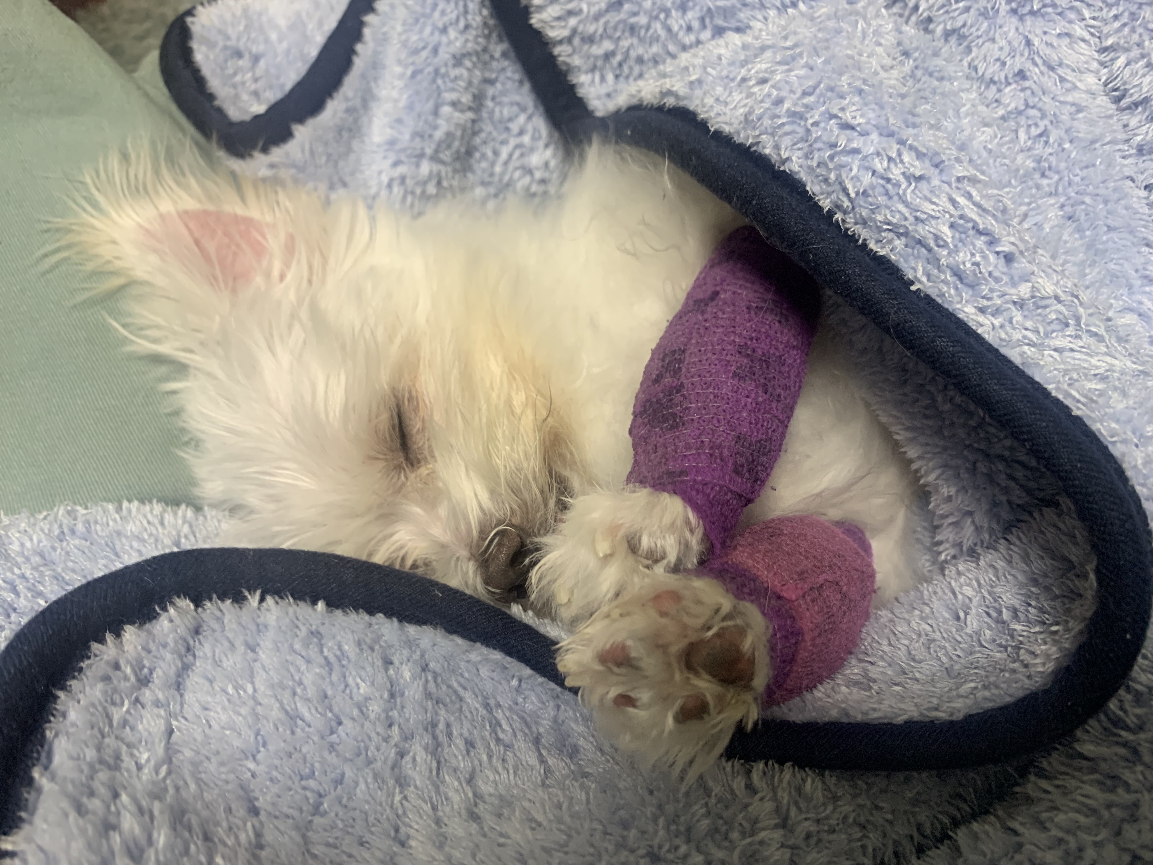 익준이 임보 3개월 차(입양해주세오)