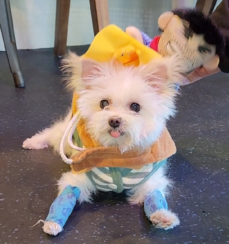 익준이 임보 3개월 차(입양해주세오)