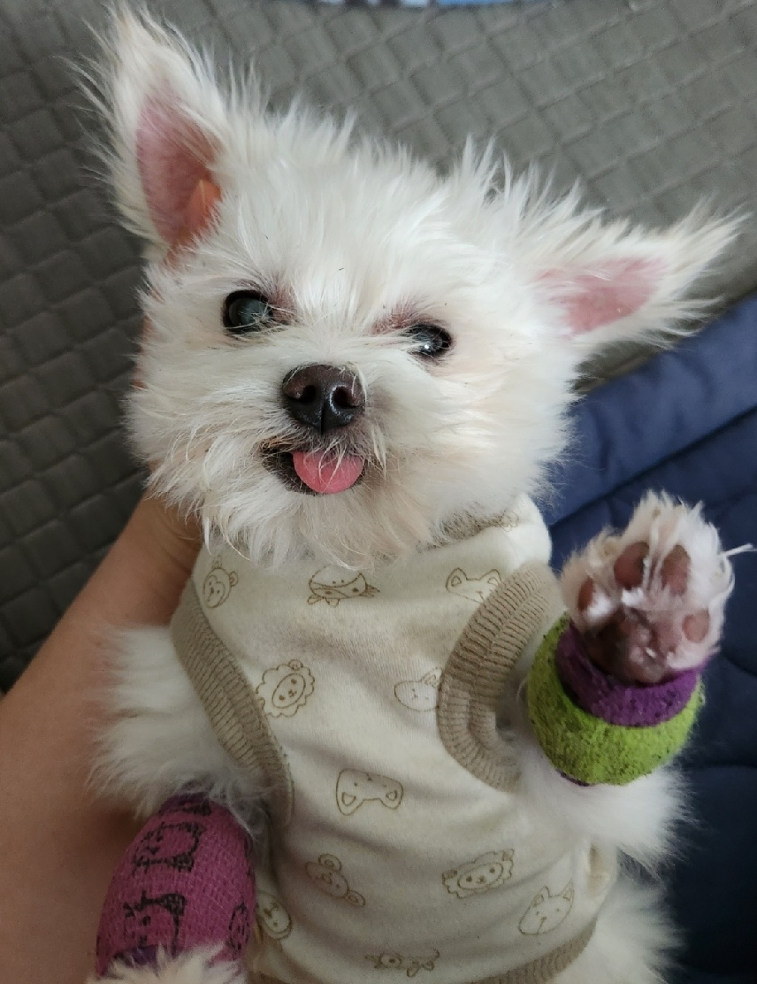 익준이 임보 3개월 차(입양해주세오)