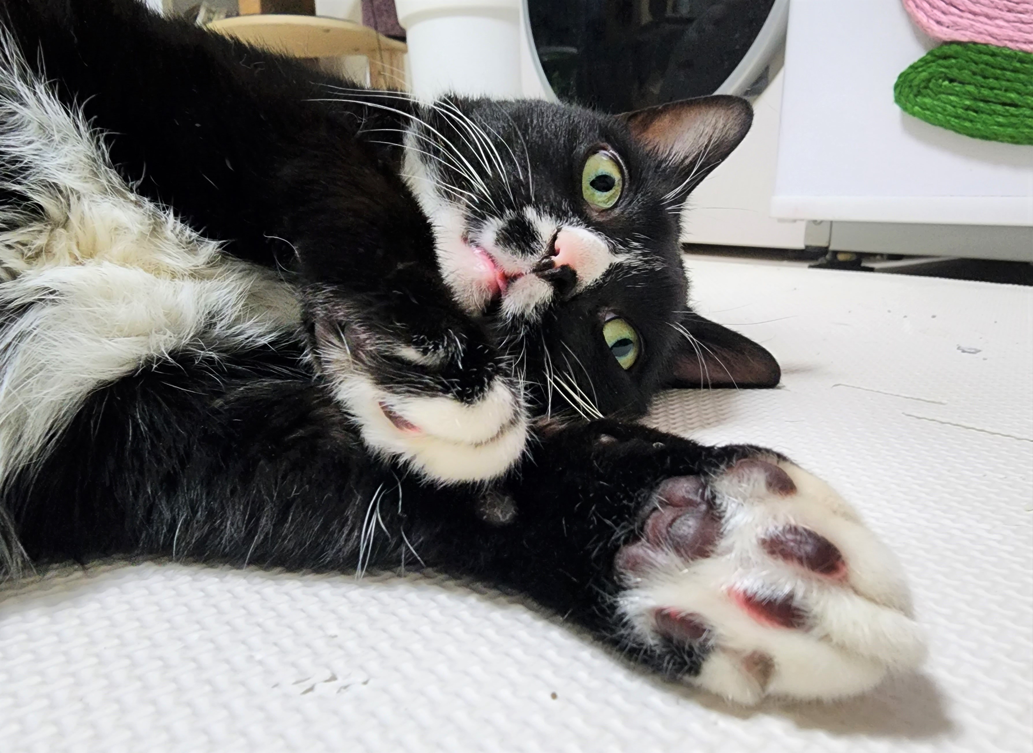 흰 양말 신은 버찌 입양 확정!!