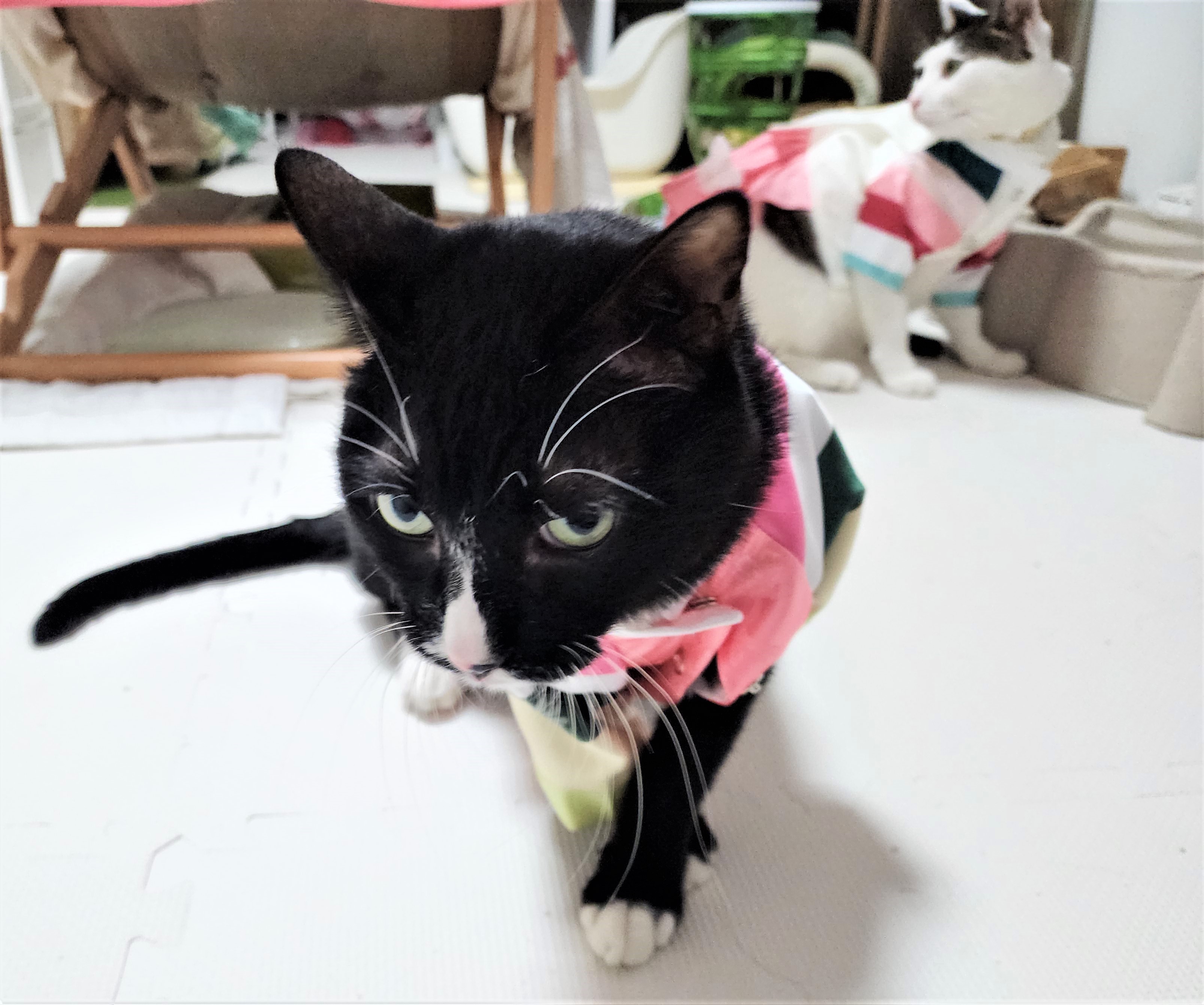 흰 양말 신은 버찌 입양 확정!!