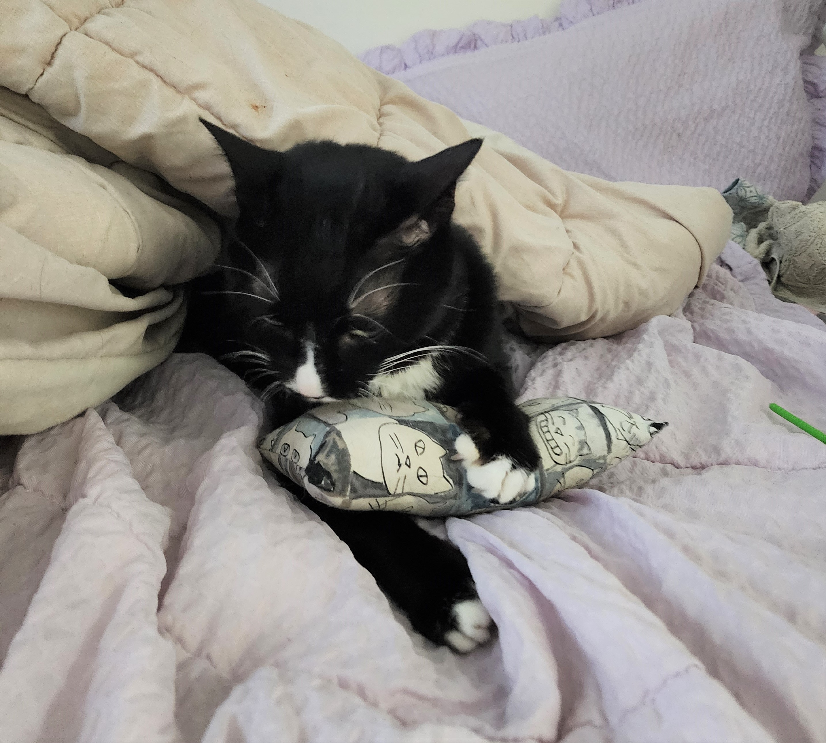 흰 양말 신은 버찌 입양 확정!!