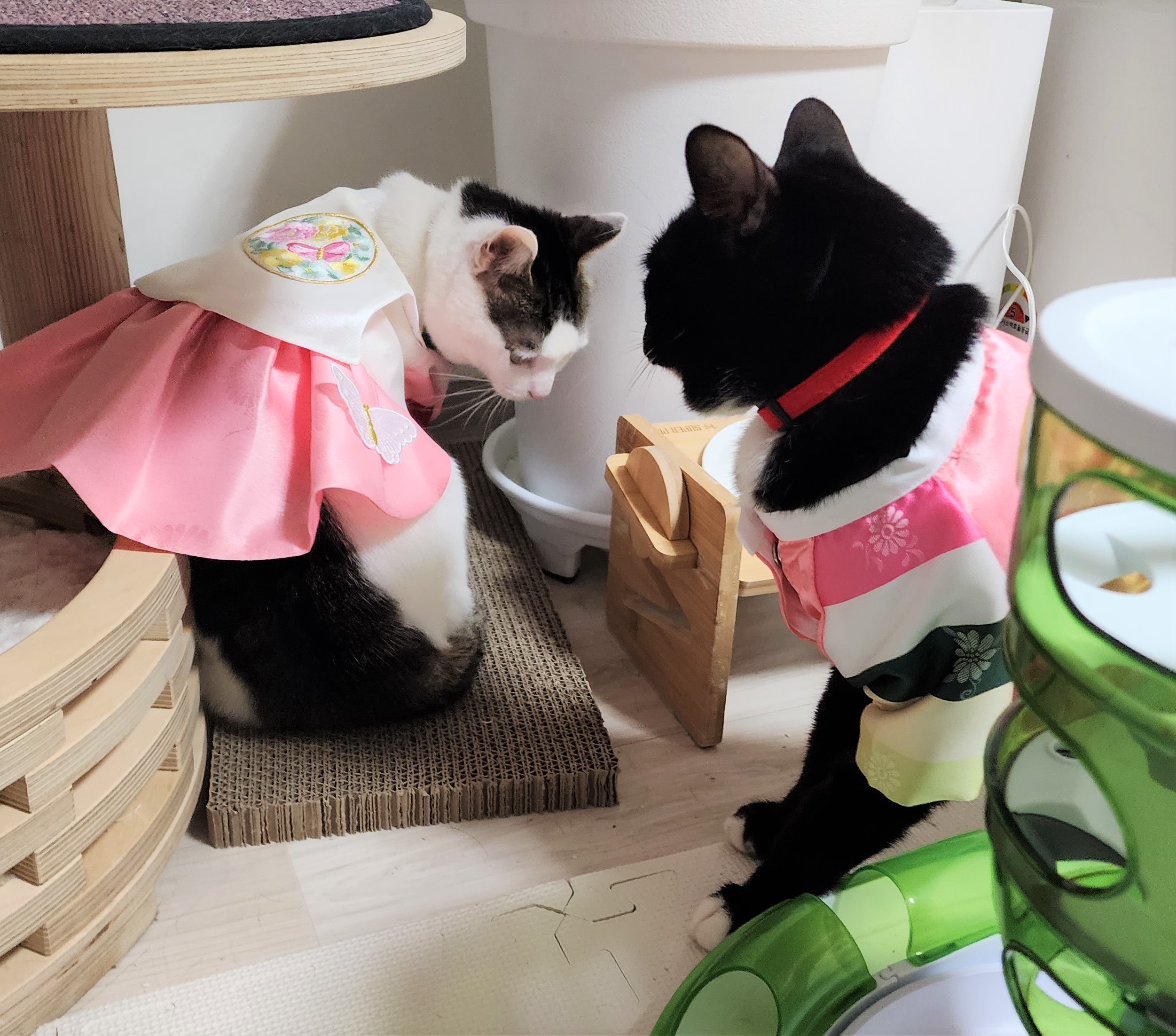 흰 양말 신은 버찌 입양 확정!!