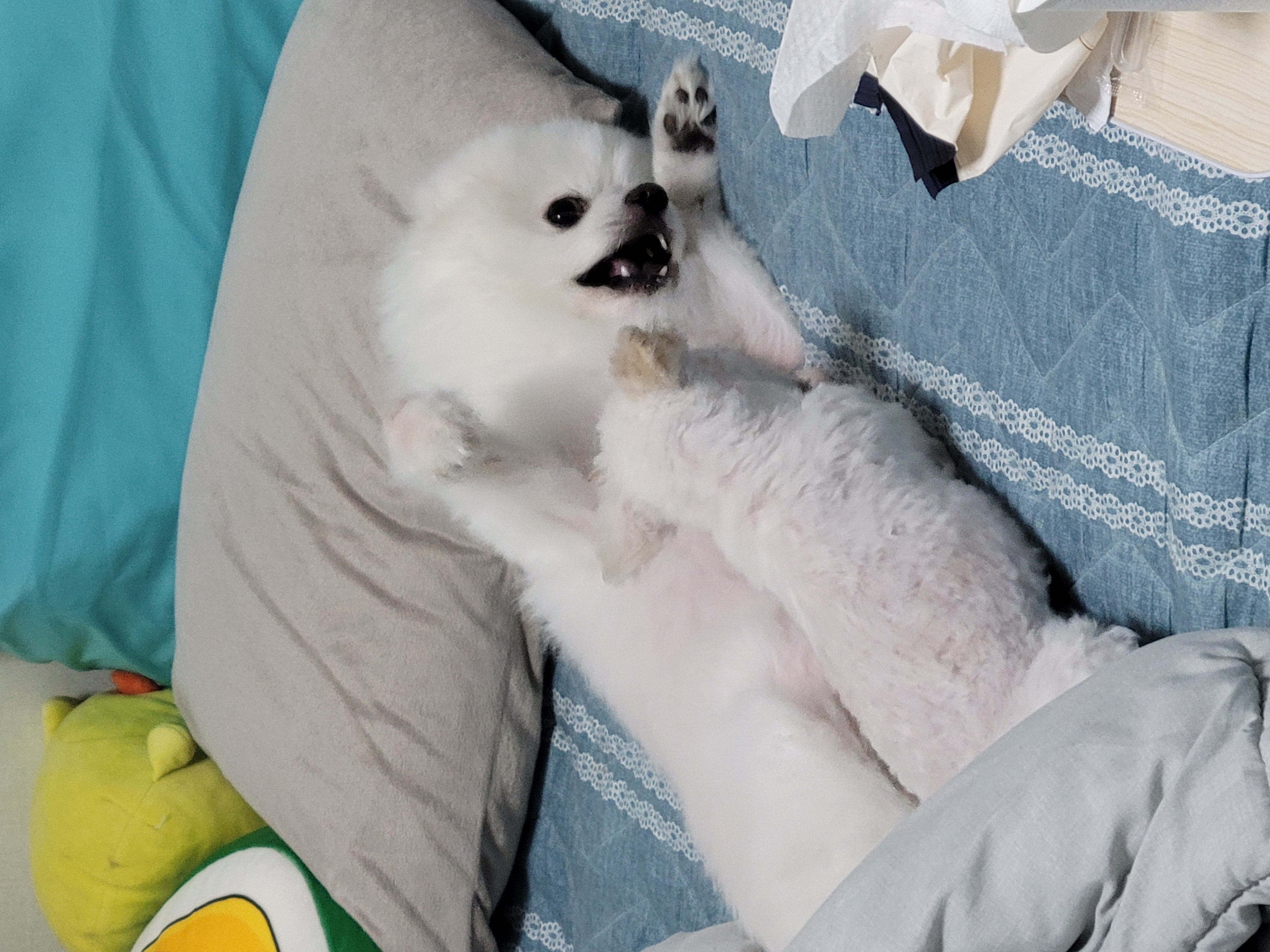 세라 임보일기 3!!!