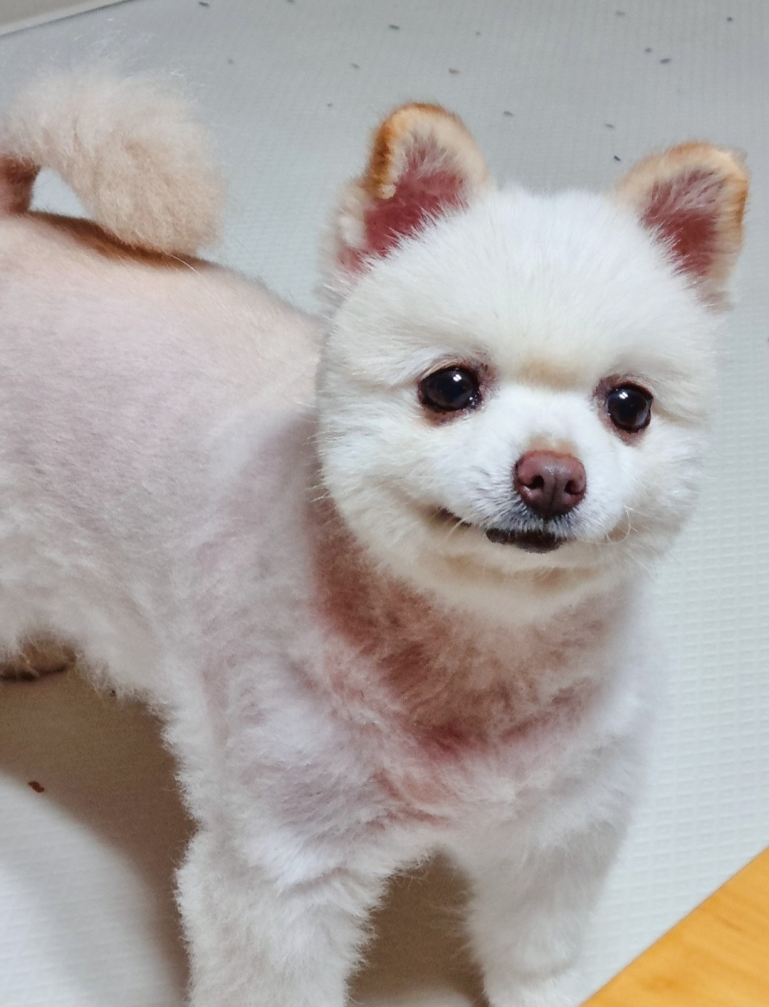 레이(육곤이)가 무지개 다리를 건넜어요.